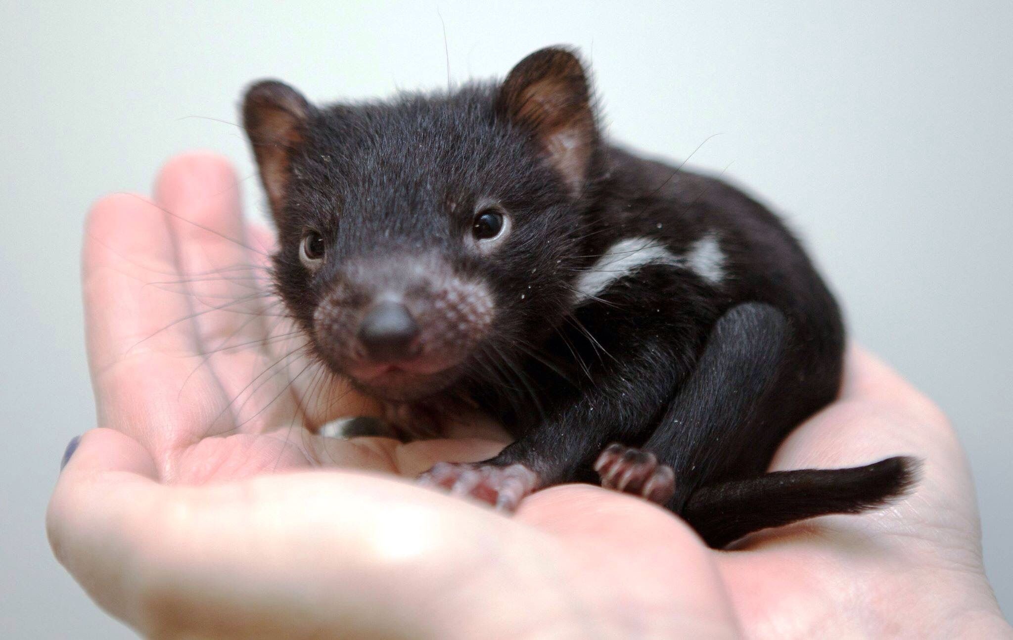 Wild animal photography, Tasmanian Devil portrait, Animal pin on animals, Nature photography, 2050x1300 HD Desktop