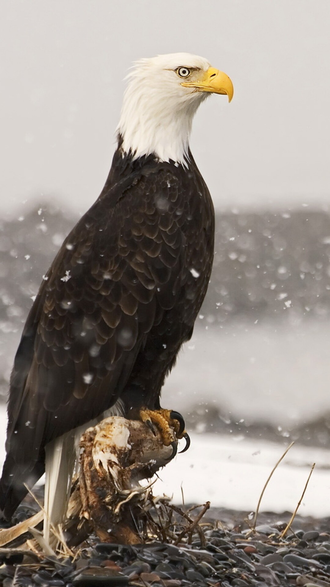 Iconic American bird, Majestic wingspan, Fierce predator, National symbol, 1080x1920 Full HD Phone