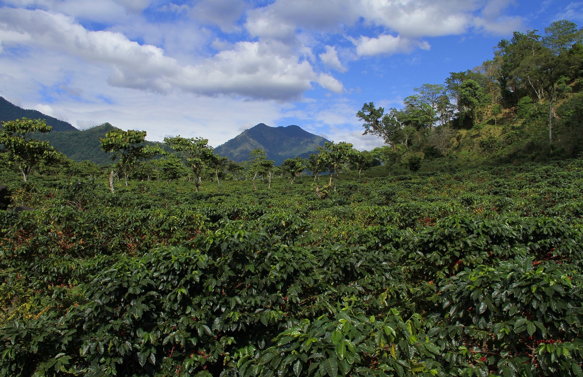 Guatemala coffee, Coffee recommendations, Bunaa coffee, Guatemala information, 1920x1250 HD Desktop