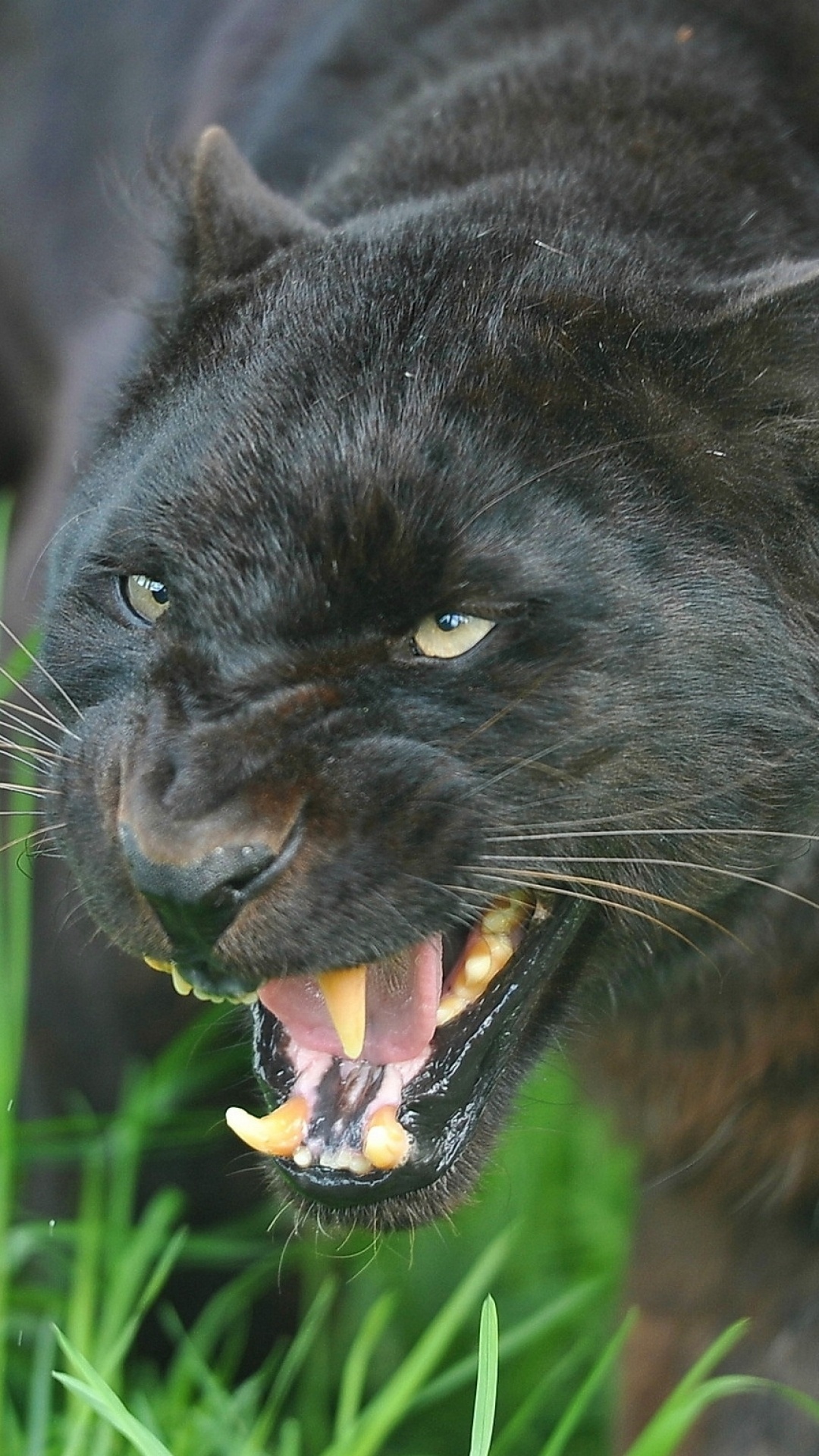 Black Panther, Animal, Animal, Panther, 1080x1920 Full HD Phone