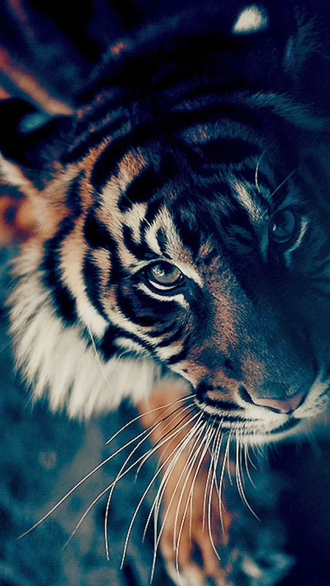 Intense tiger eyes, Fierce and fearless predator, 1080x1920 Full HD Phone