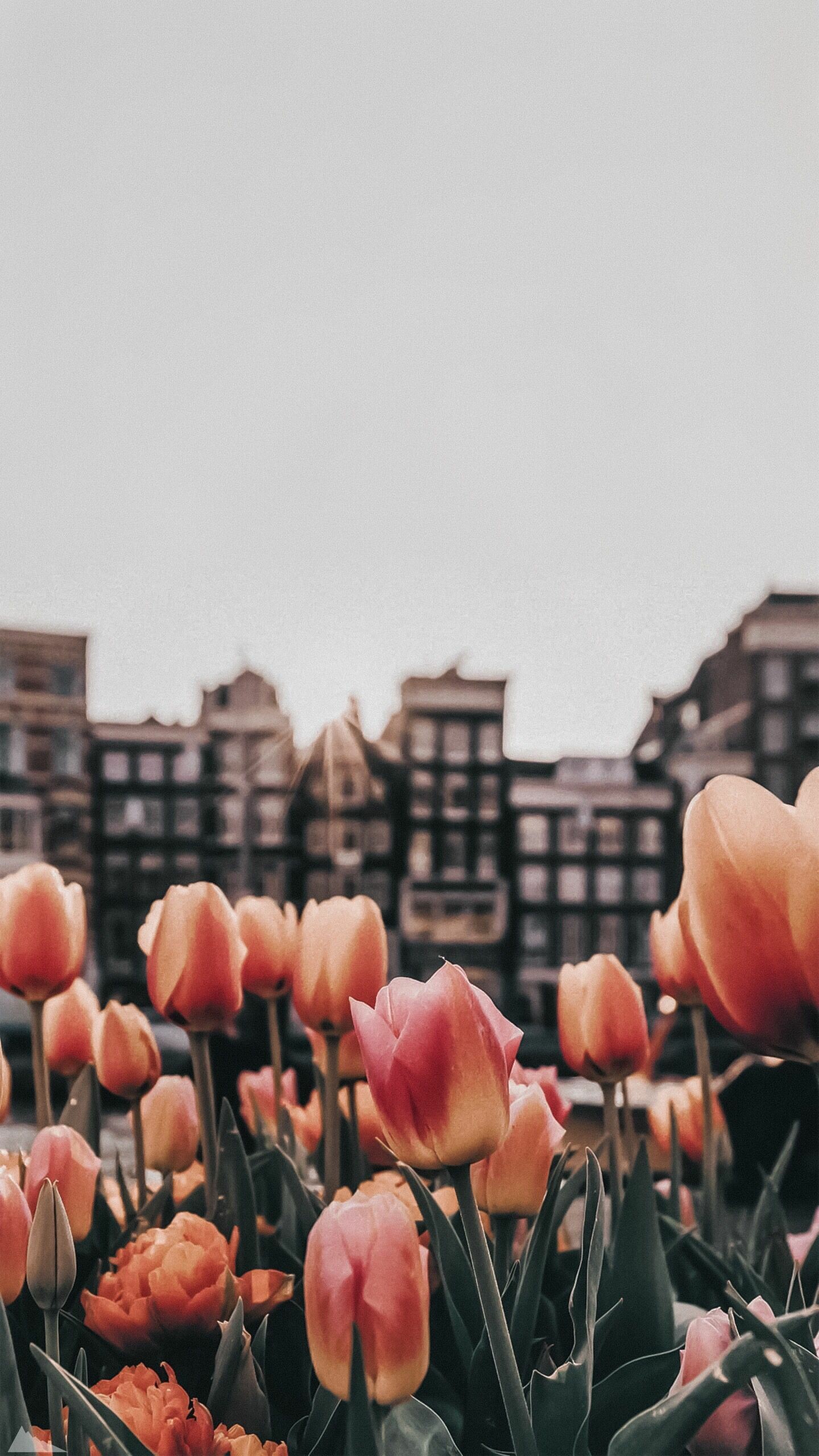 Phone wallpaper tulips, Floral photography, Beautiful wallpapers, Blooming art, 1440x2560 HD Phone