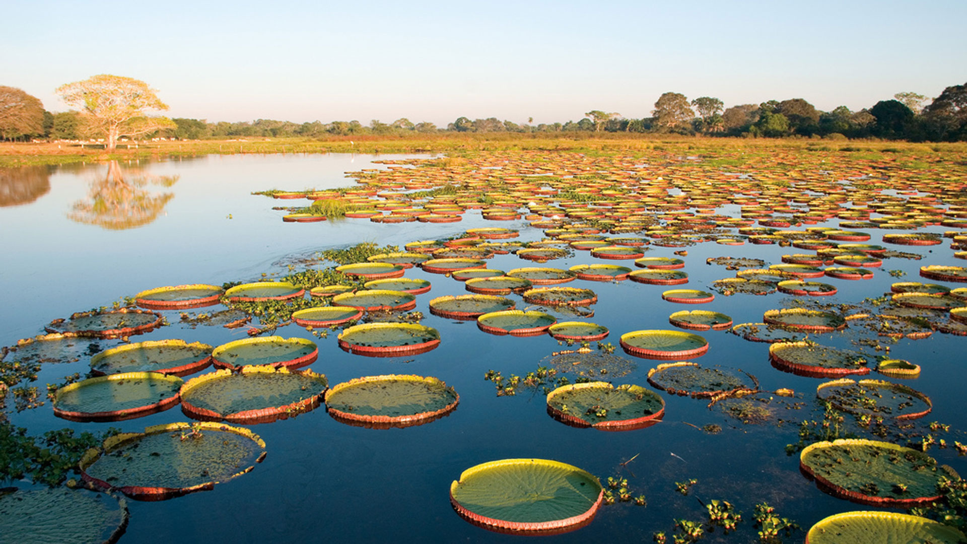 Pantanal Matogrossense, Travels, northern or southern, natural world safaris, 1920x1080 Full HD Desktop