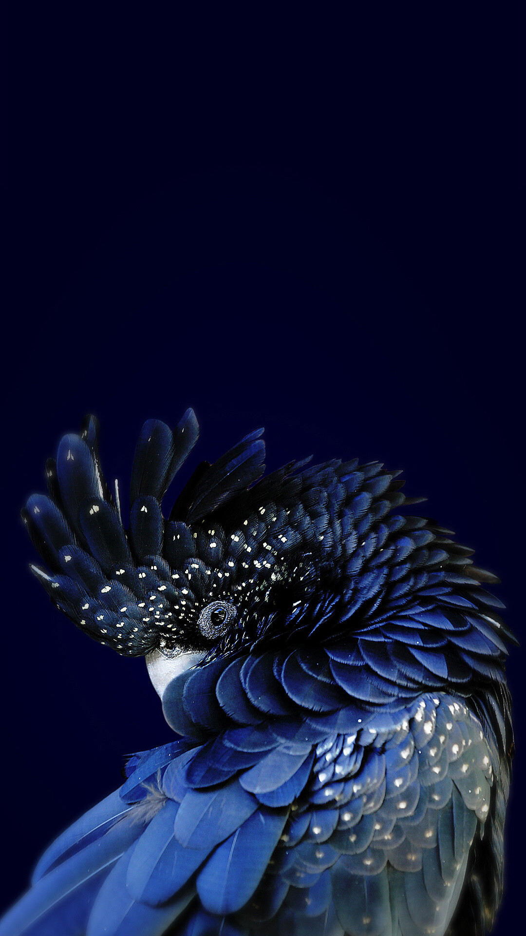 Parrot splendor, Colorful avian beauty, iPhone wallpaper download, 1080x1920 Full HD Phone