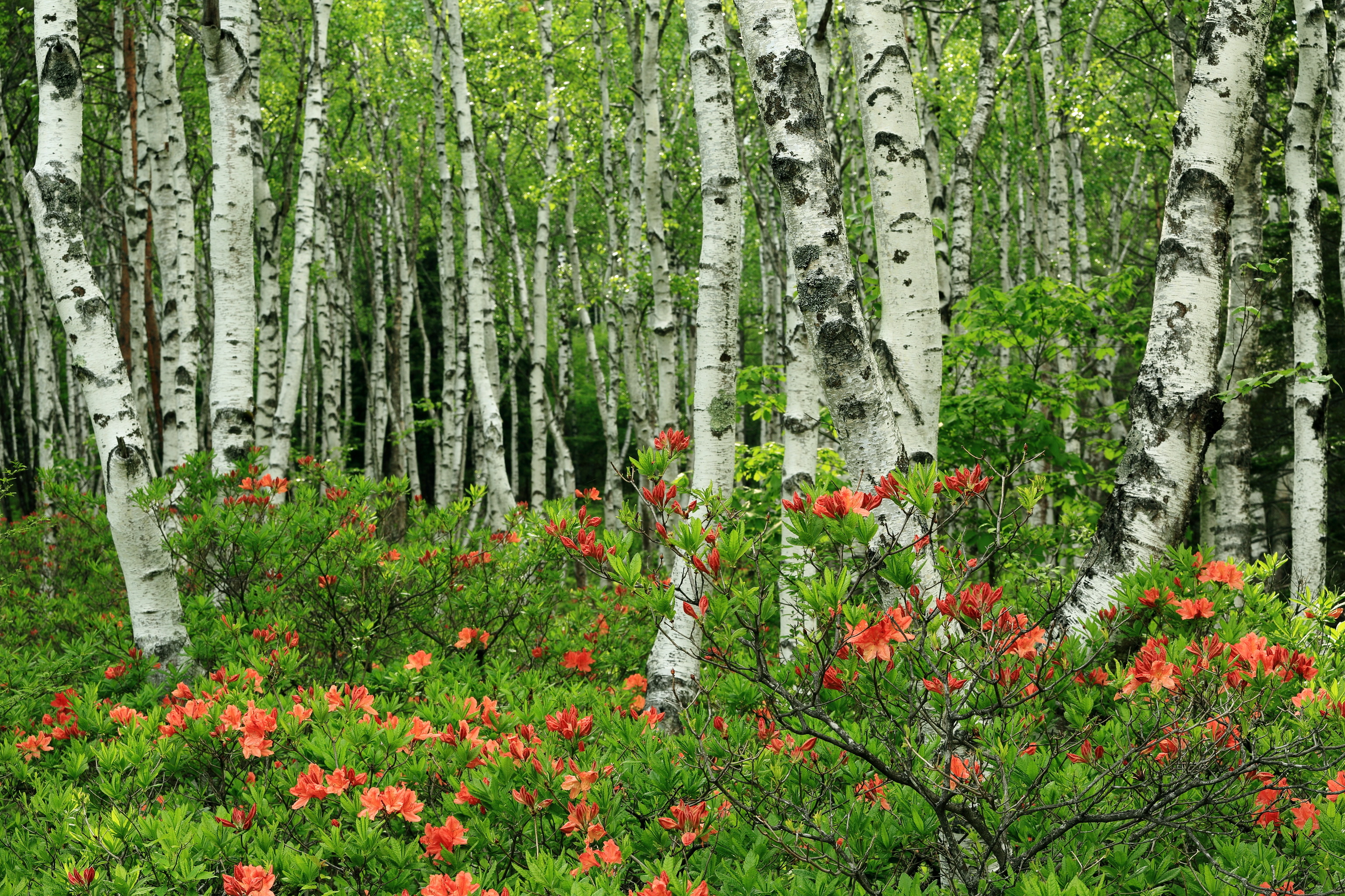 Birch HD wallpapers, Birch backgrounds, 60 wallpapers, 3080x2050 HD Desktop