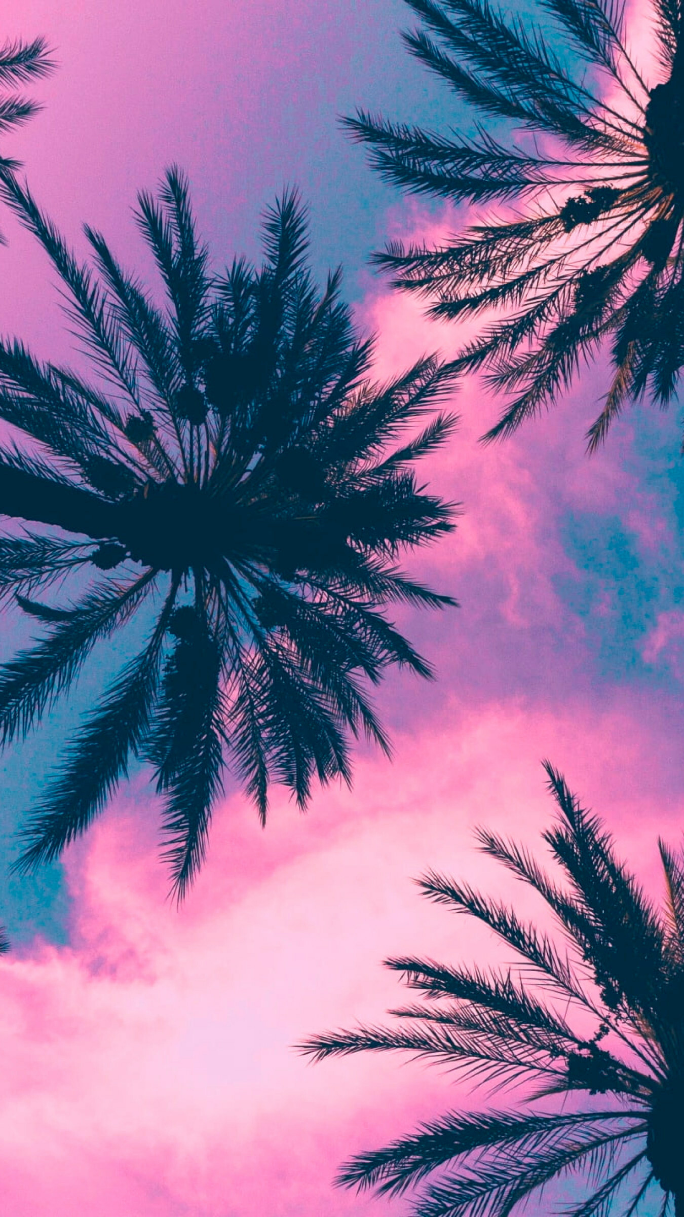 Coconut plant, Pink tropical sky, Nature's beauty, Palm tree, 1350x2400 HD Phone