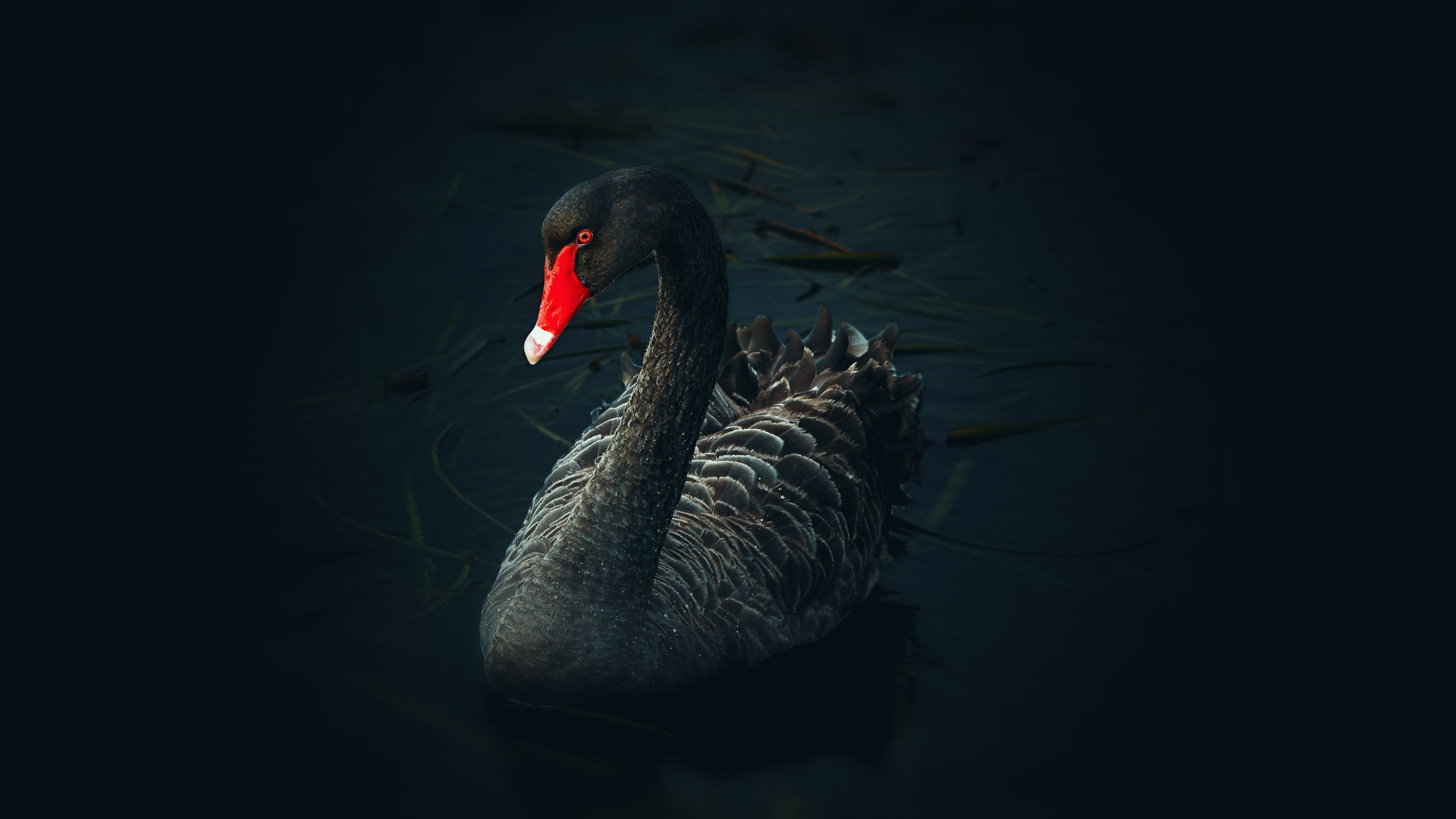 Black Swan wallpapers, Bird, Swan, Animal, 3840x2160 4K Desktop