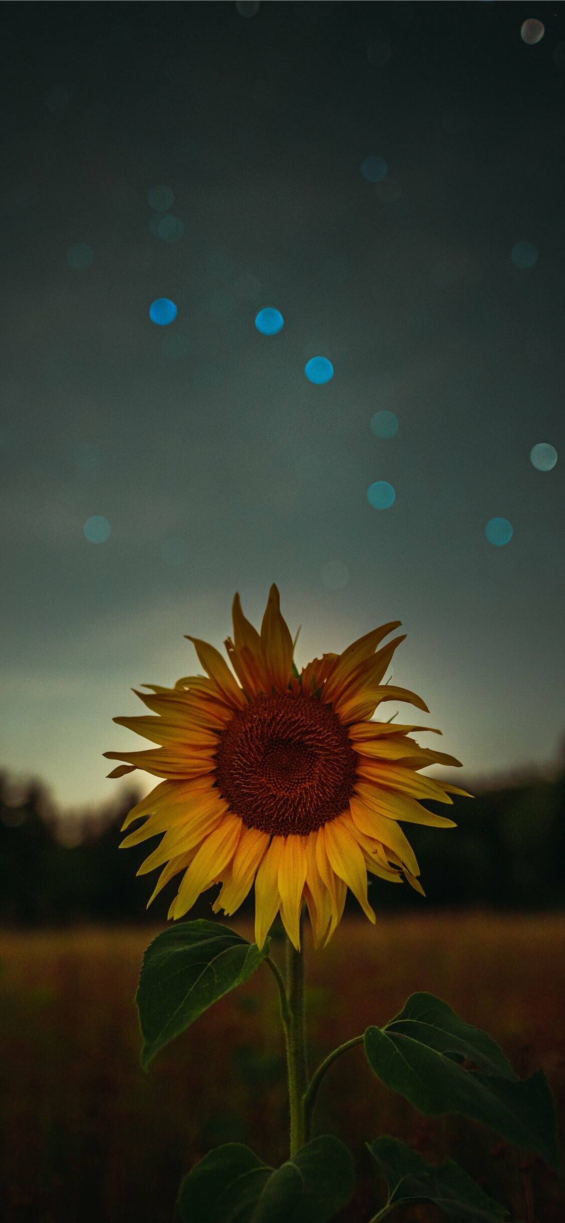 Sunflower iPhone wallpapers, Stunning photography, HD wallpapers, Nature's beauty, 1130x2440 HD Phone