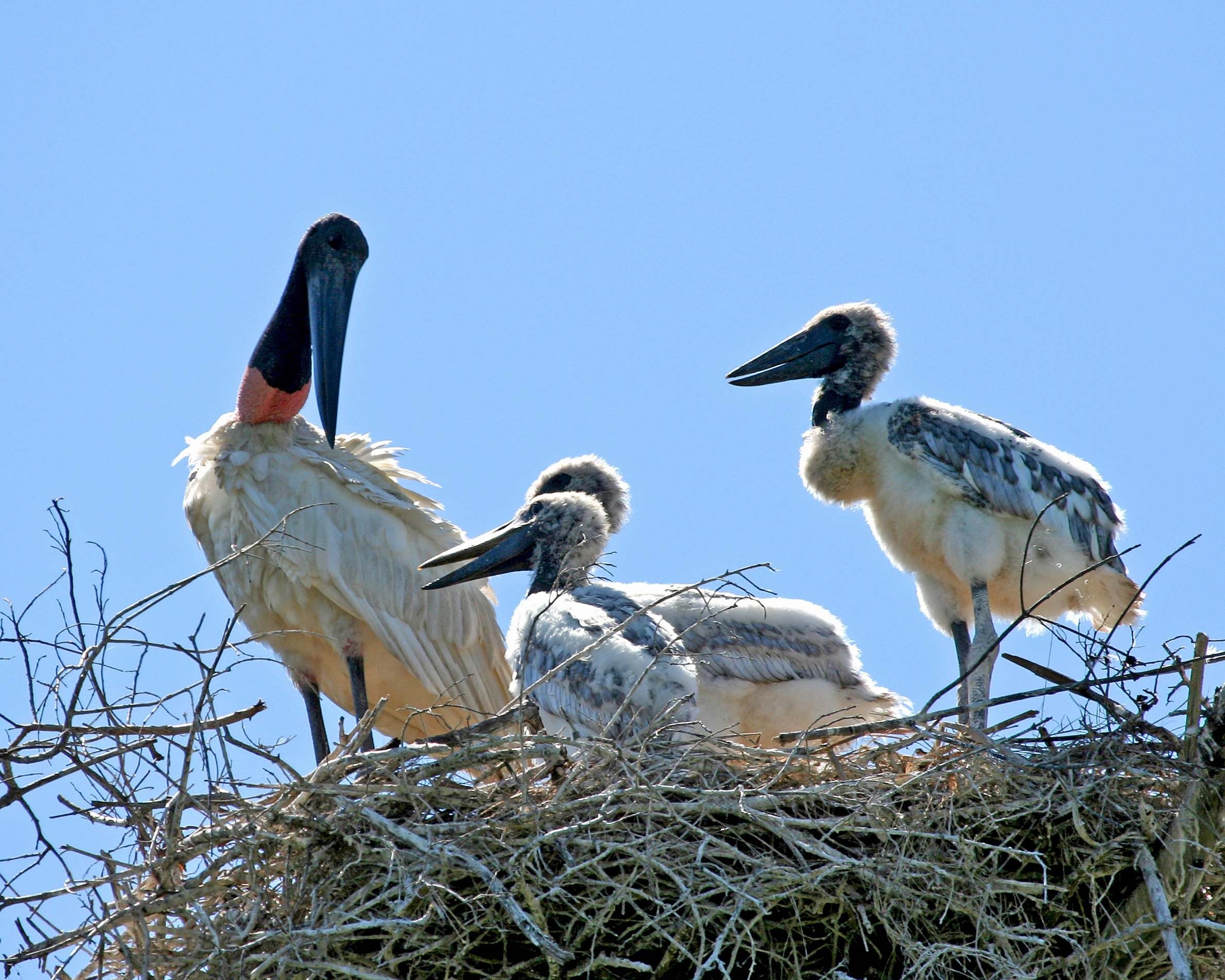 Jabiru Bird, Mycteria, Google, Pet Birds, 2380x1910 HD Desktop