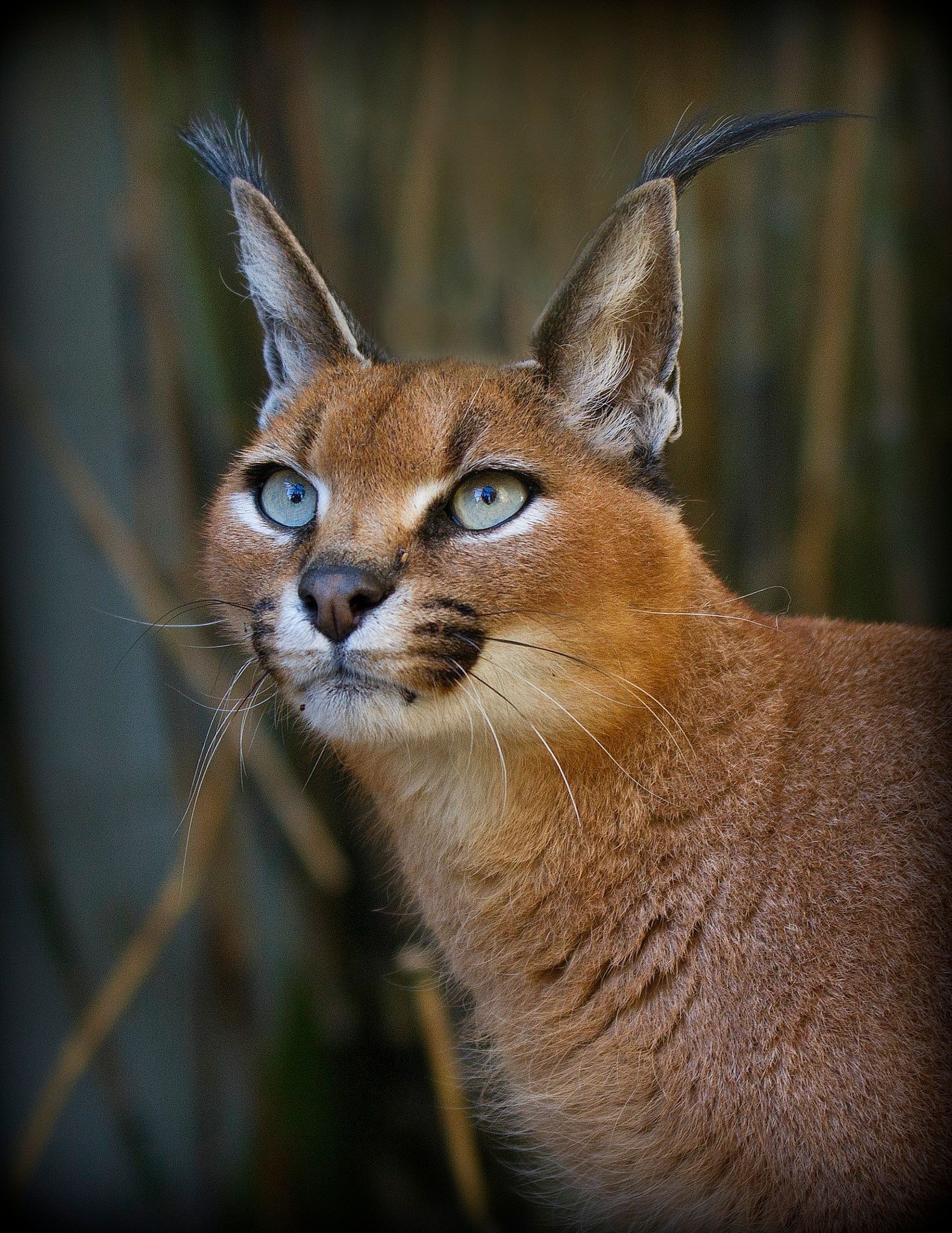 Unique caracal, Exotic wild cat, Fascinating anatomy, Striking presence, 1580x2050 HD Phone