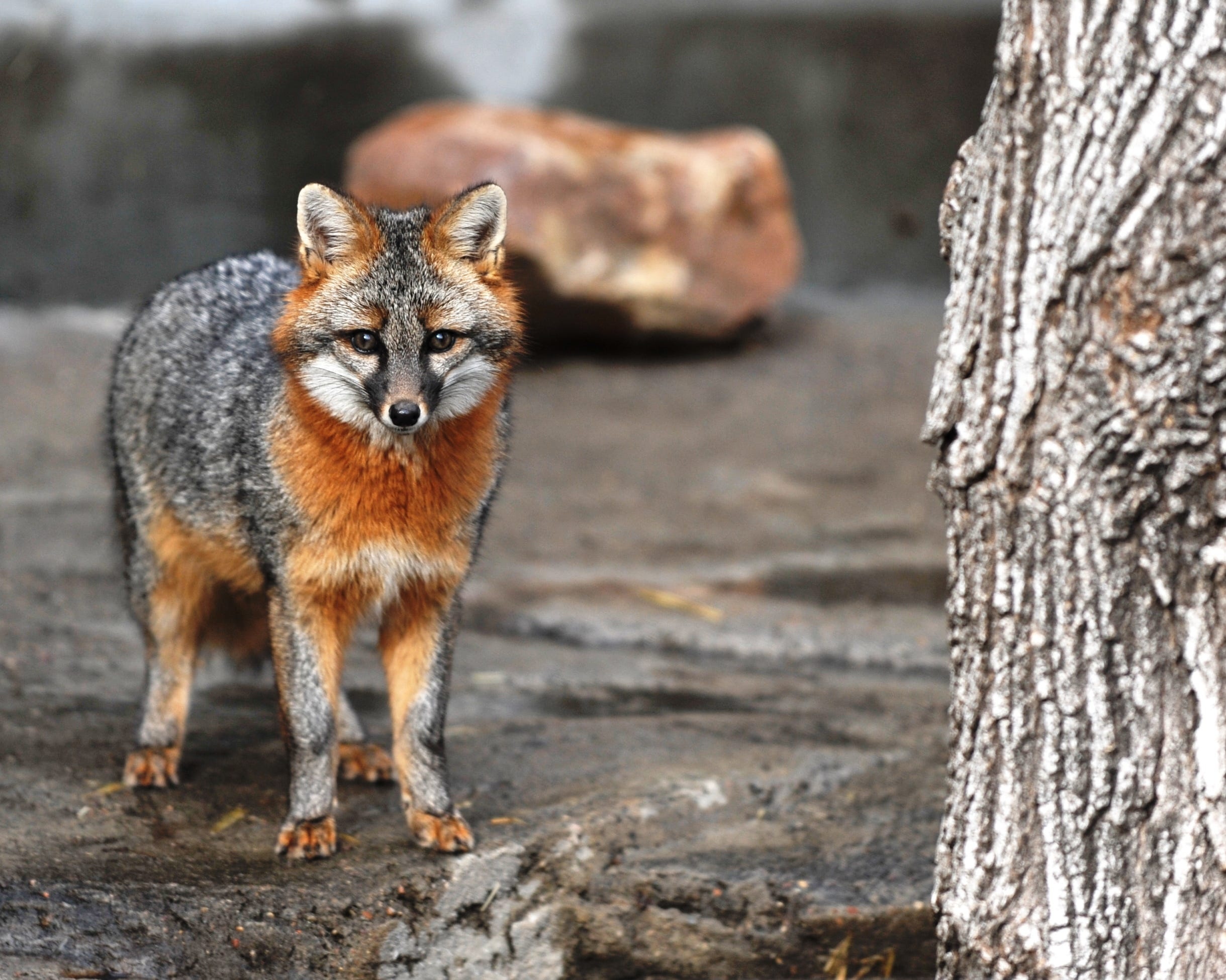 Gray Fox, Marshfield Wildwood Zoo's resident, Gray fox's unfortunate fate, Resilient spirit, 2440x1960 HD Desktop