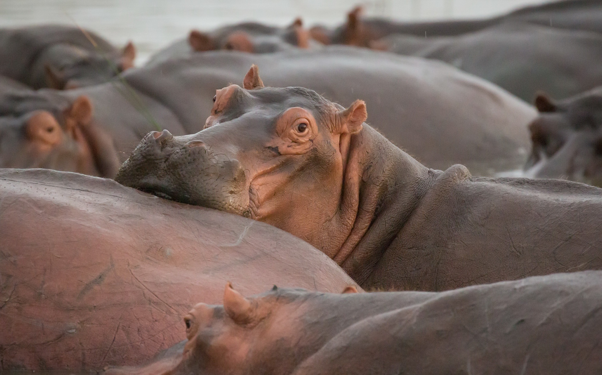 Background image, High definition, Hippo, 2050x1280 HD Desktop