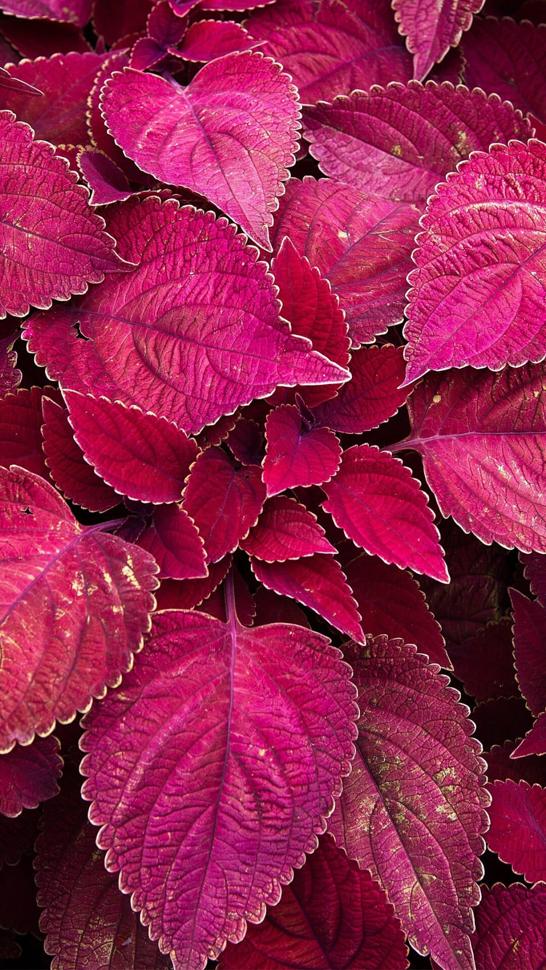 Perilla leaves, Maroon color, UHD wallpaper, Close-up, 1080x1920 Full HD Phone