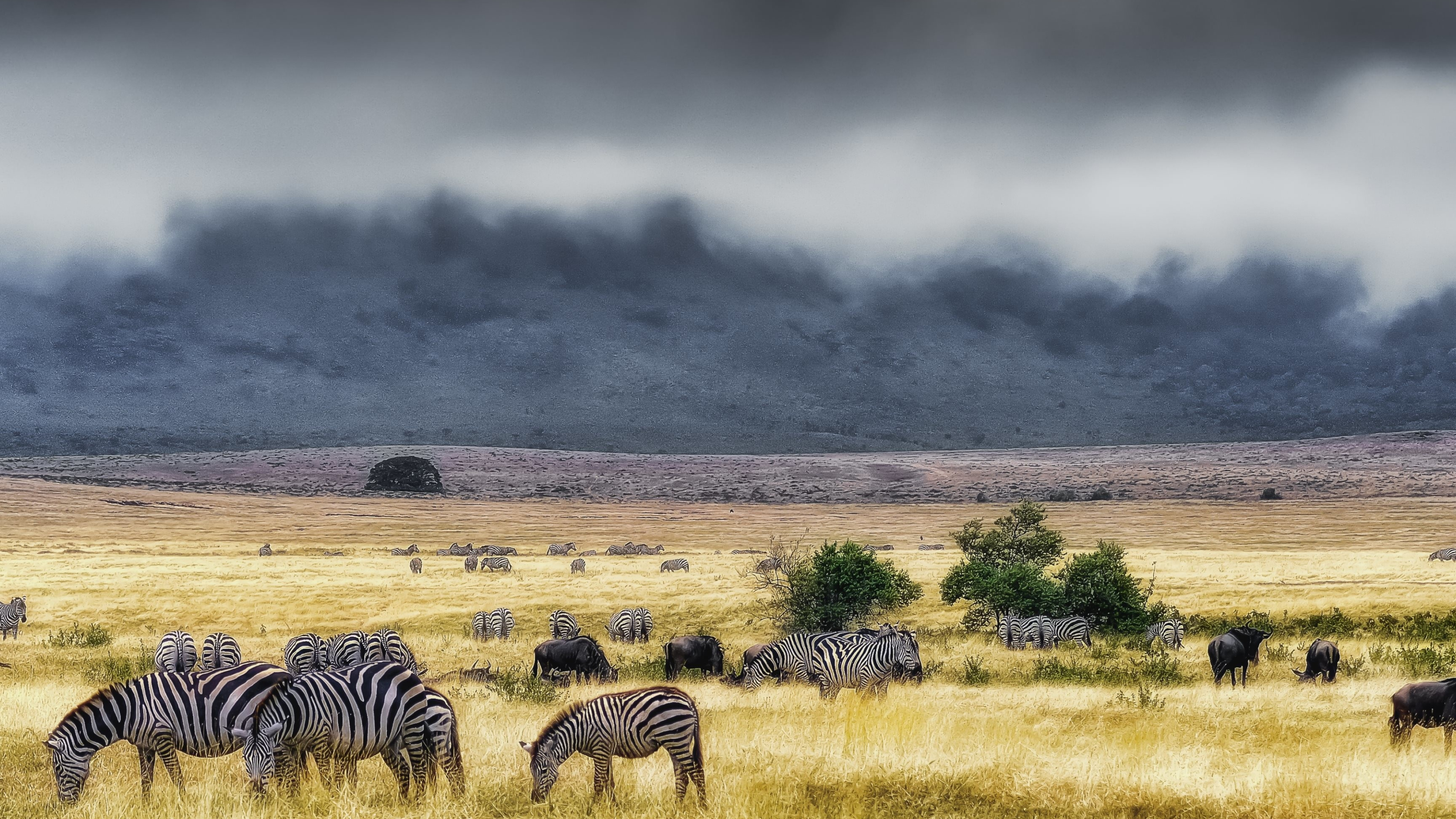 Ngorongoro Conservation Area, Zebras Wallpaper, 3840x2160 4K Desktop