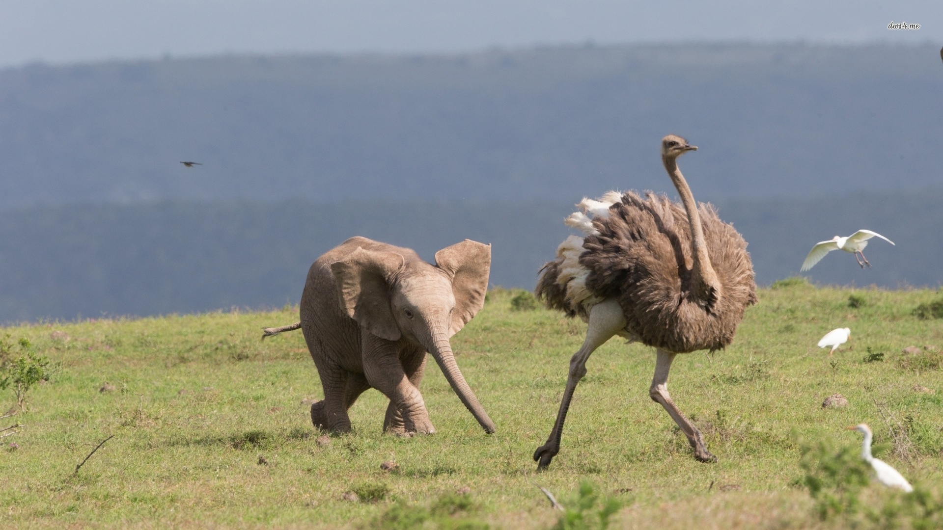 Elephant, Ostrich Wallpaper, 1920x1080 Full HD Desktop