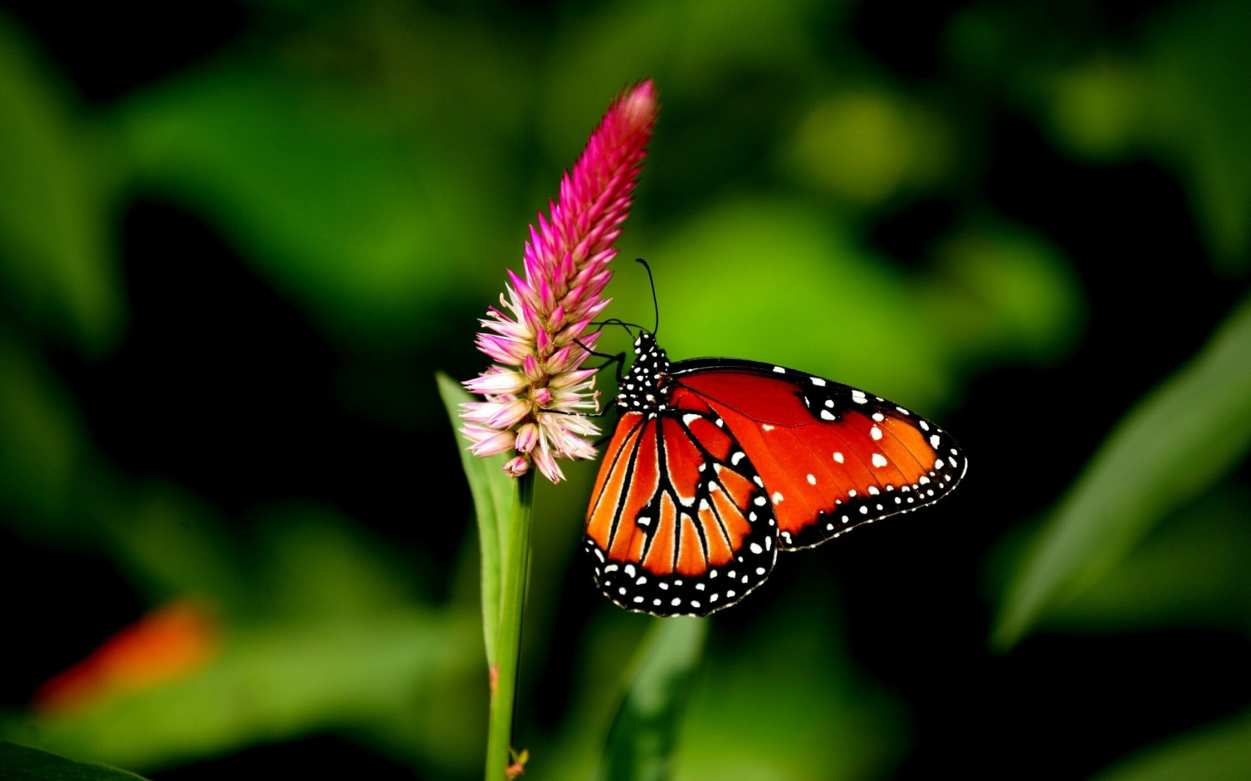 Orange butterfly wallpaper, Stunning macro photography, Vibrant colors and patterns, Delicate and beautiful creatures, 2560x1600 HD Desktop