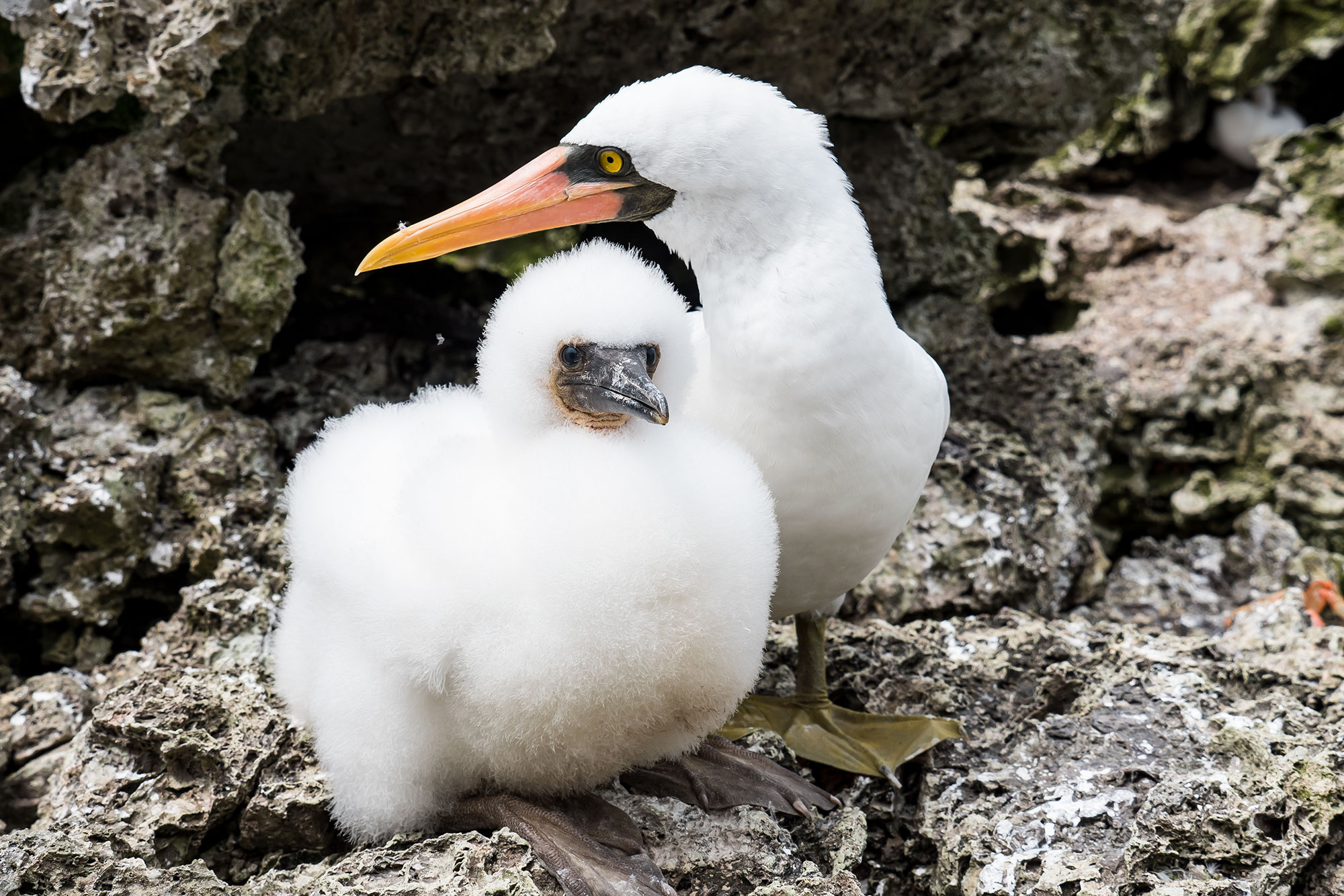 Tauchsafaris, Malpelo, Tauchertraum, Booby, 2000x1340 HD Desktop