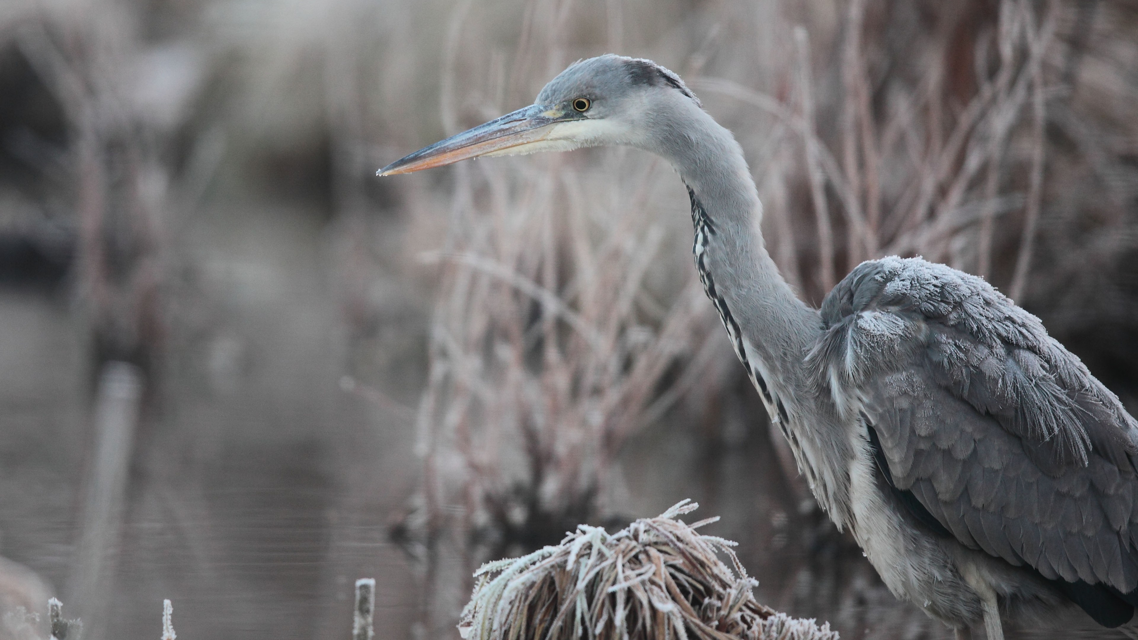 Grey heron, Herons Wallpaper, 3840x2160 4K Desktop