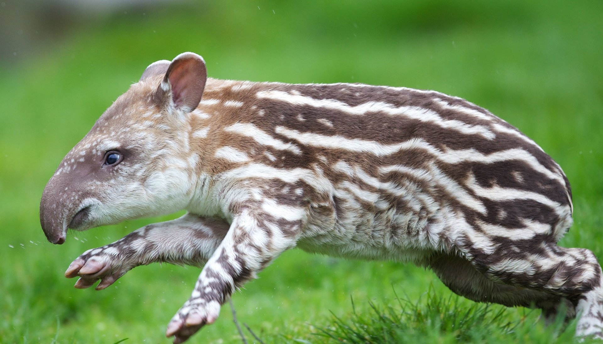 Tapir, Fascinating creature, Unique appearance, Rainforest dweller, 1920x1100 HD Desktop