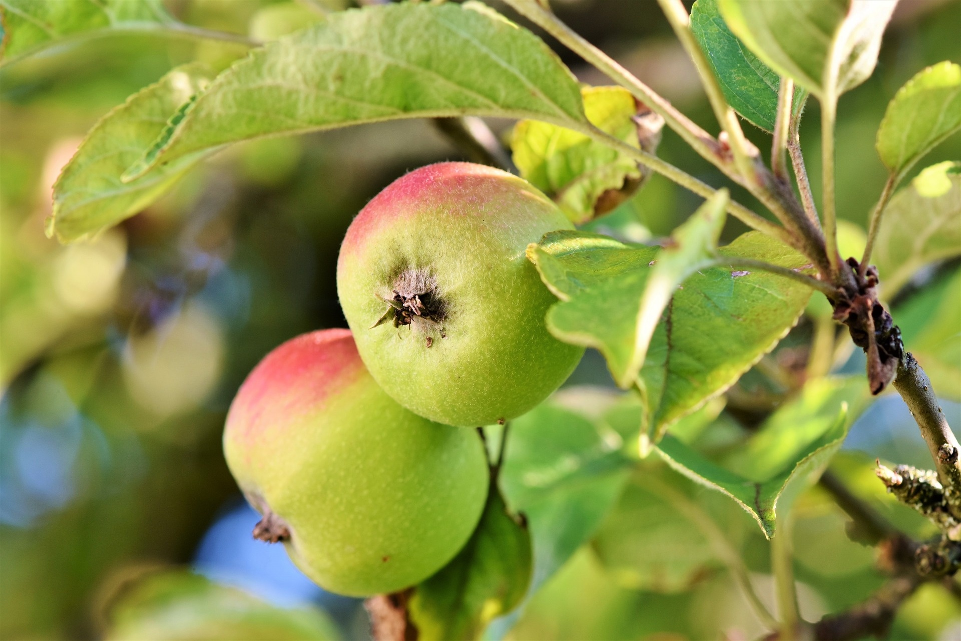 Apple Tree, Hardy apple trees, Rural dreams, Zone 2 & 3, 1920x1280 HD Desktop