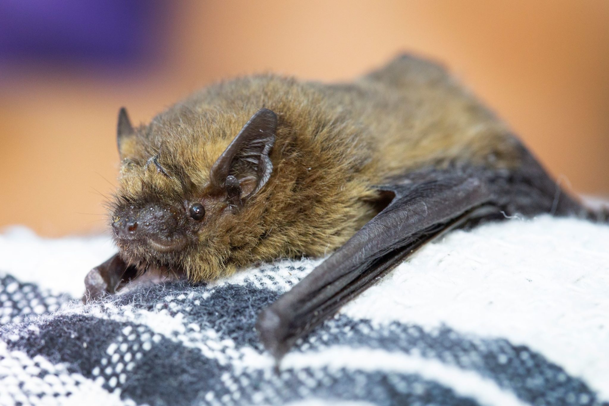 Christmas Island pipistrelle, Bats Wallpaper, 2050x1370 HD Desktop