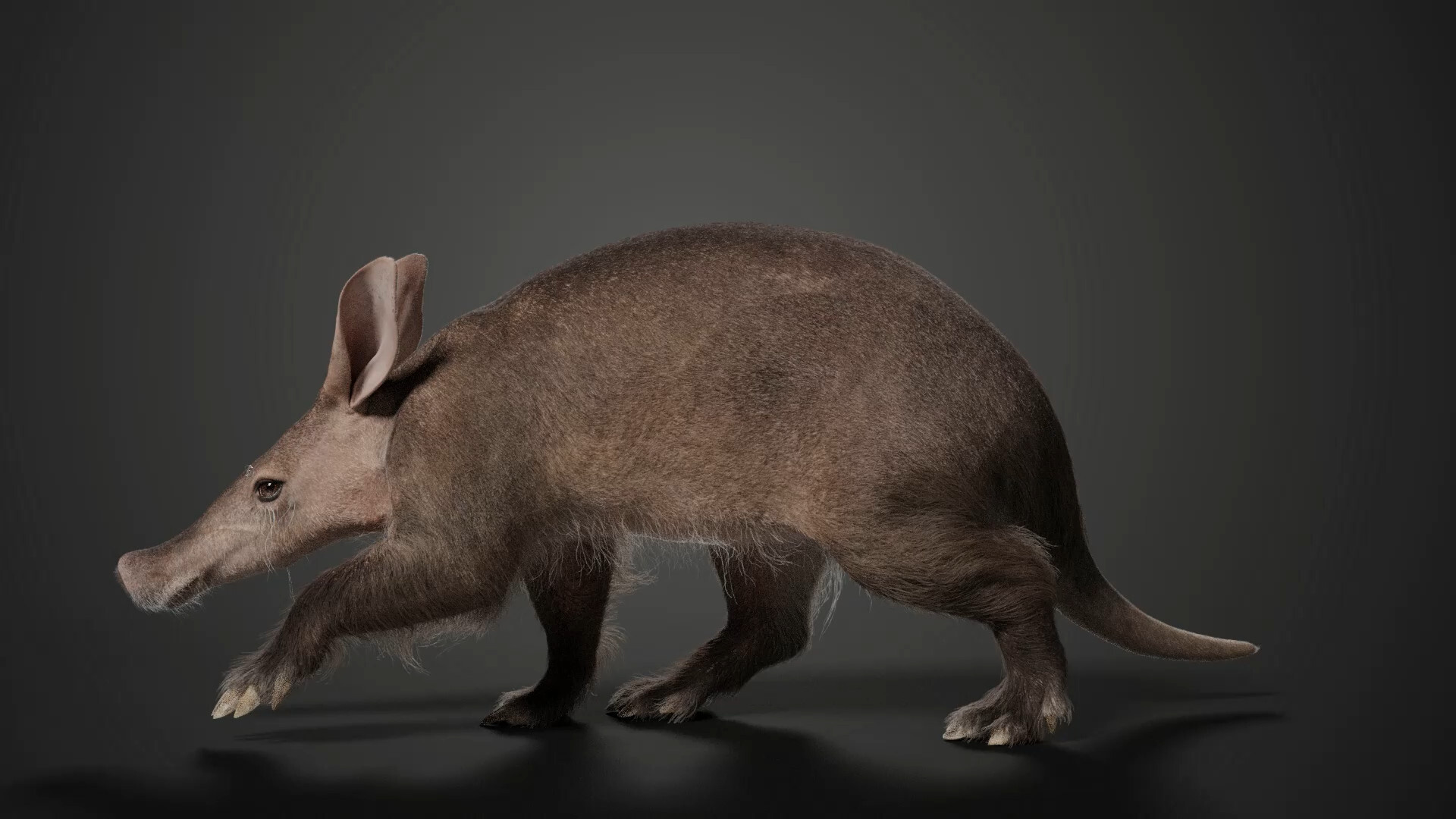 Aardvark, Artstation, Creative, Design, 1920x1080 Full HD Desktop