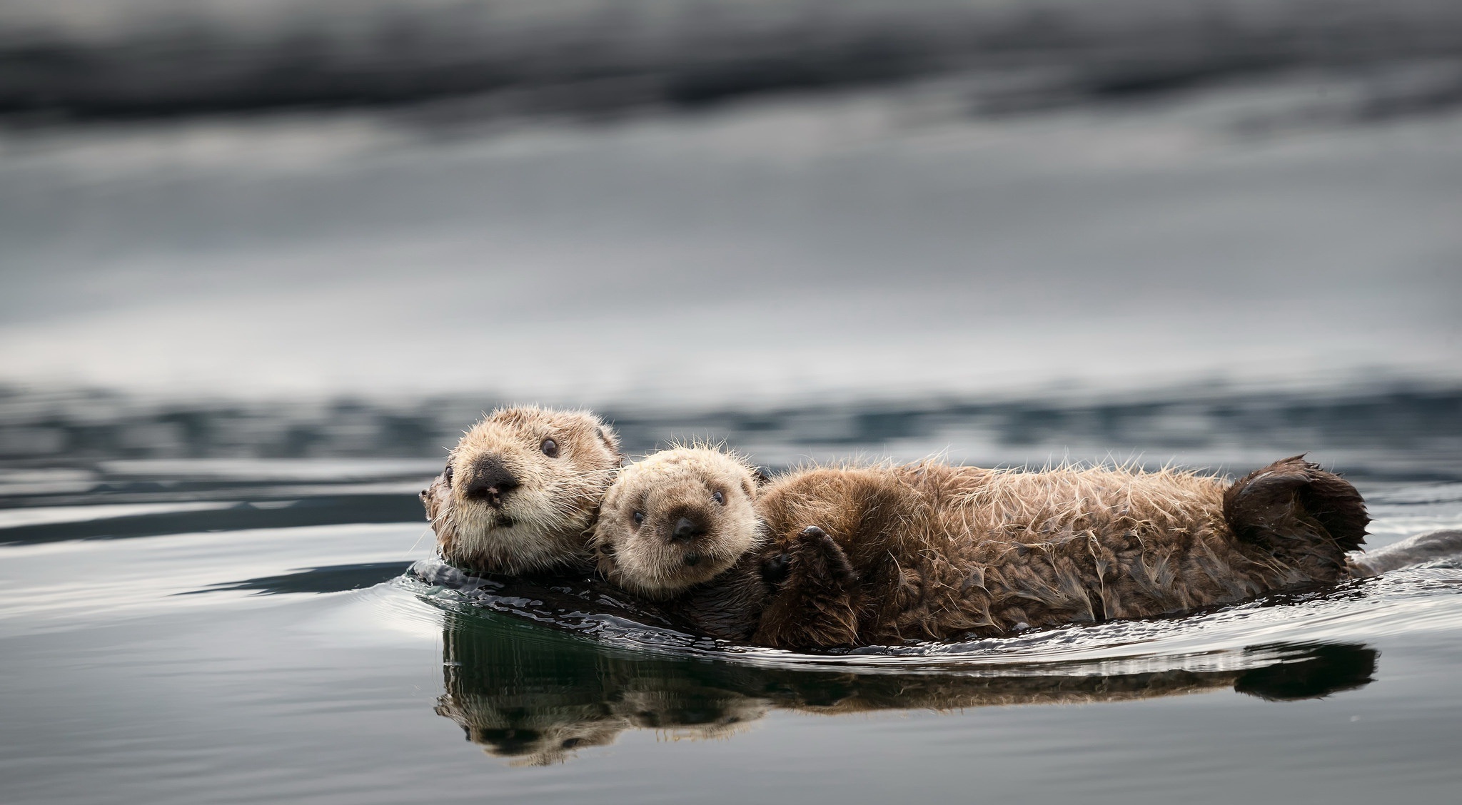 Otter wallpapers, Playful nature, Cute and cuddly, Beautiful backgrounds, 2050x1130 HD Desktop