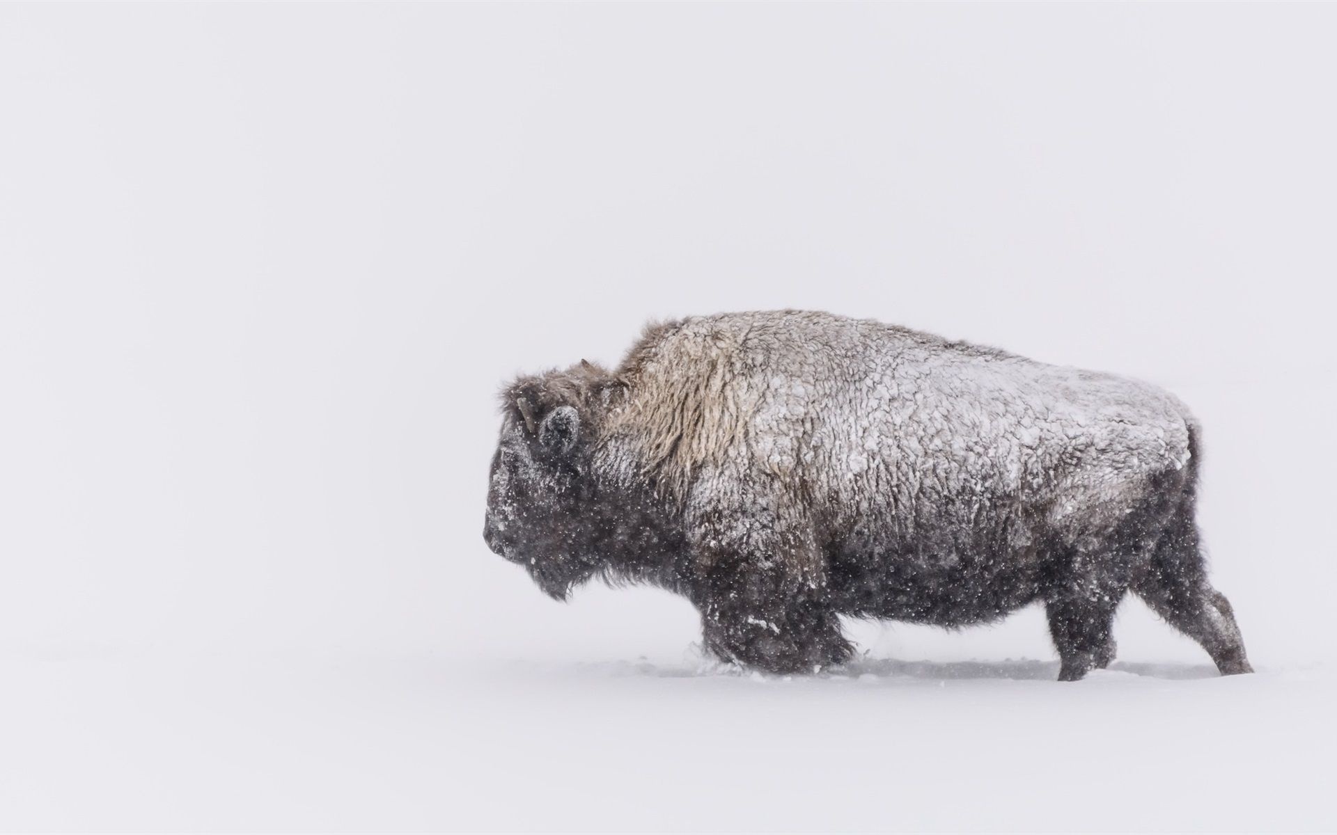 White buffalo beauty, Exquisite white buffalo wallpapers, Captivating white buffalo backgrounds, Graceful albino bison, 1920x1200 HD Desktop