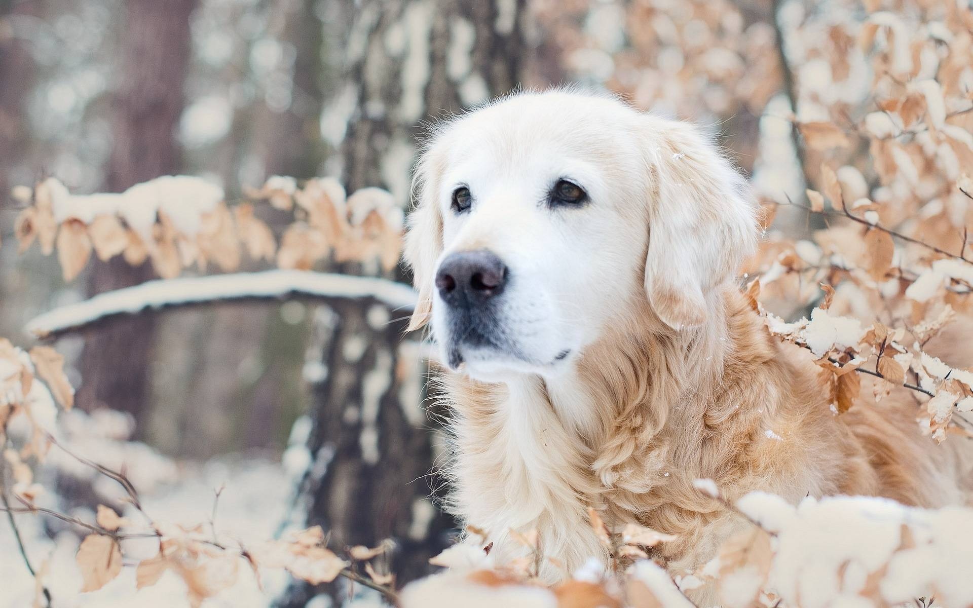 Akbash Dog, Snow dog, Akbash wallpapers, Dogs in snow, 1920x1200 HD Desktop