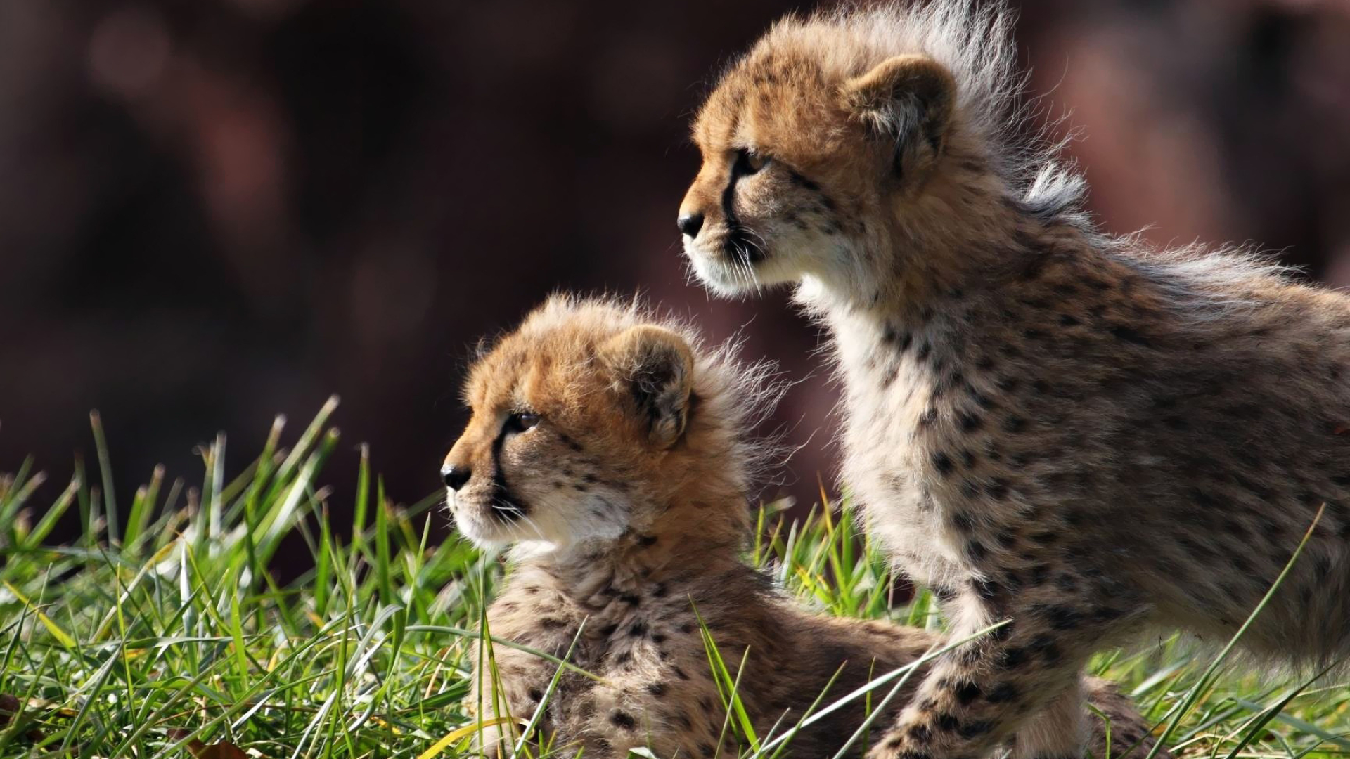 Captivating animal cubs, Striking wallpaper, Samantha's post, Wildlife wonders, 1920x1080 Full HD Desktop