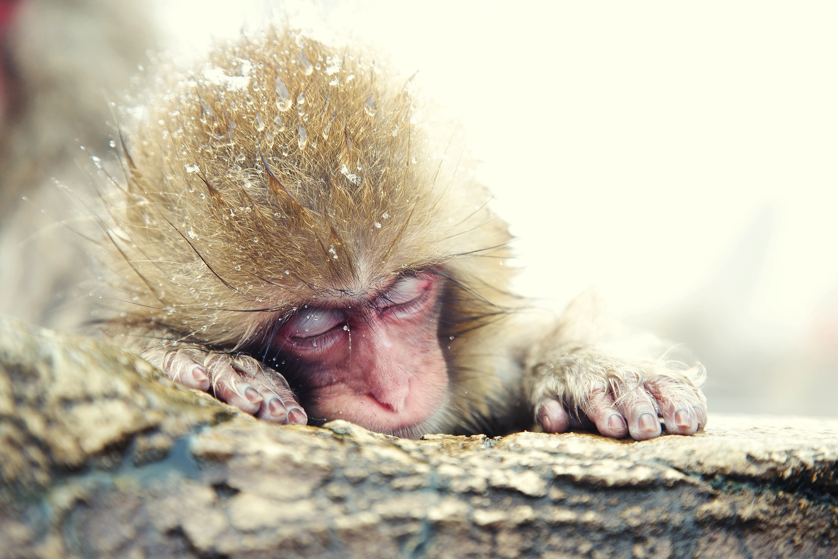 310 monkey wallpapers, Monkey wallpapers, 2880x1920 HD Desktop