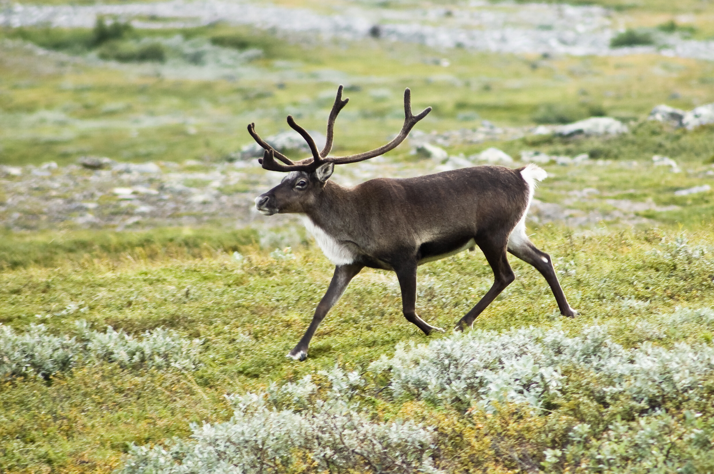 Animal reindeer wallpaper, Stunning background, Striking image, Captivating scene, 2490x1650 HD Desktop