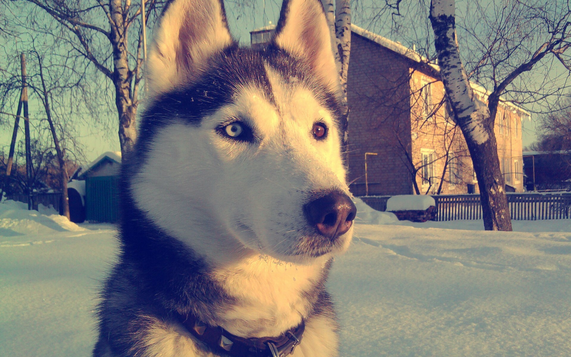 Siberian Husky charm, Captivating gaze, High-resolution image, Stunning portrait, 1920x1200 HD Desktop