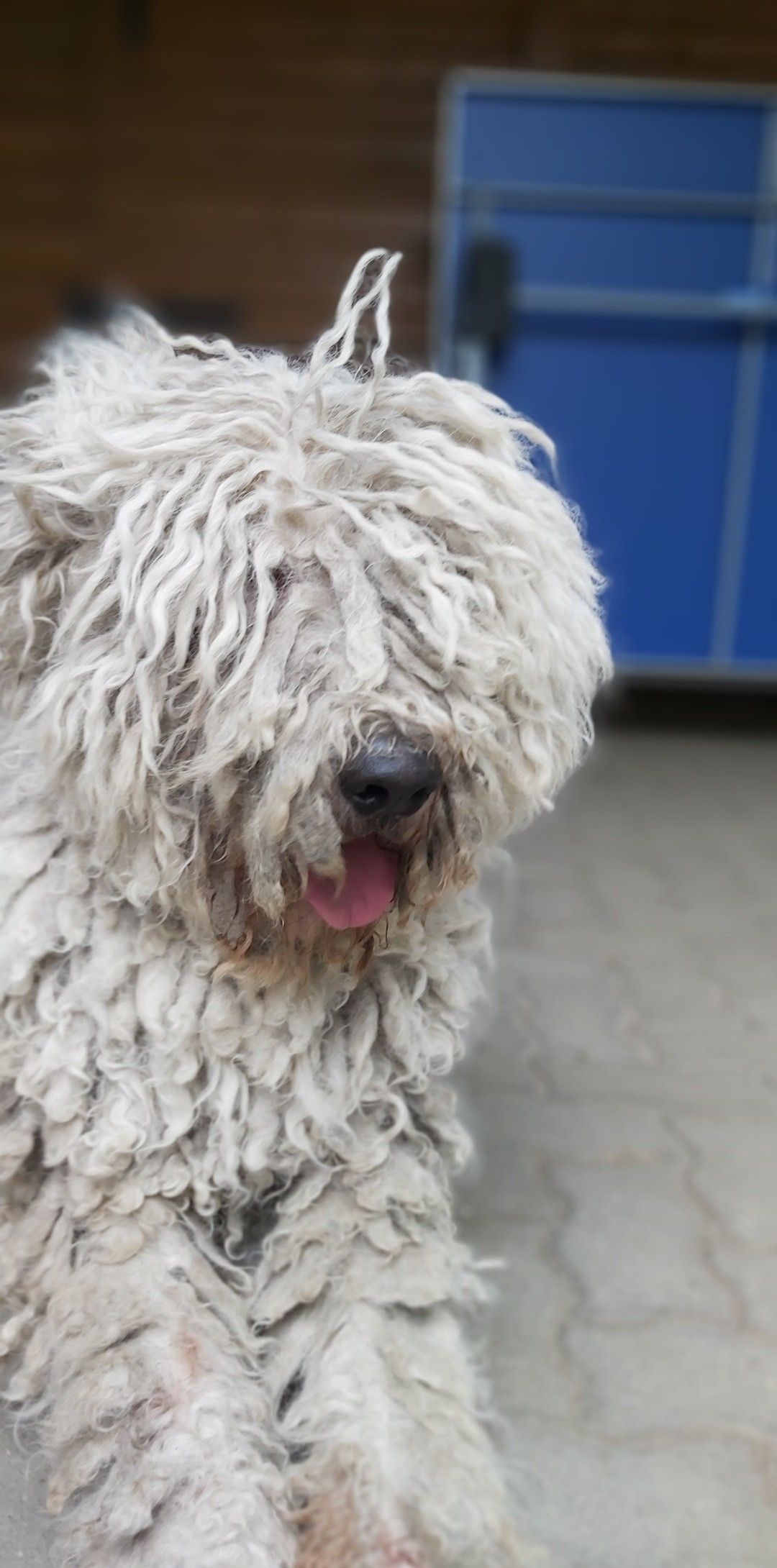 Bergamasco, Betyr dogs, Animal, 1080x2180 HD Phone