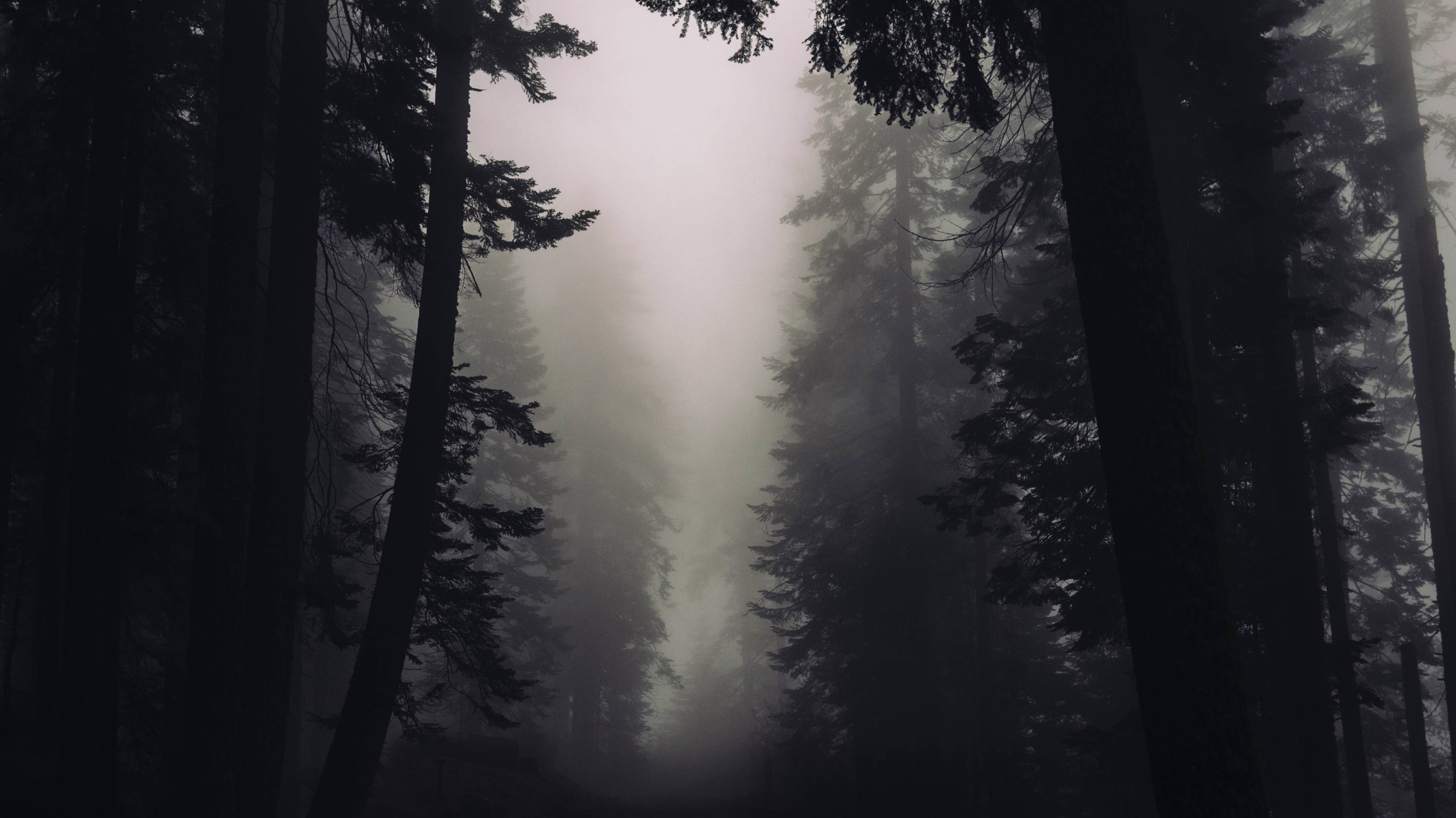 Foggy forest, Gothic Art Wallpaper, 3840x2160 4K Desktop