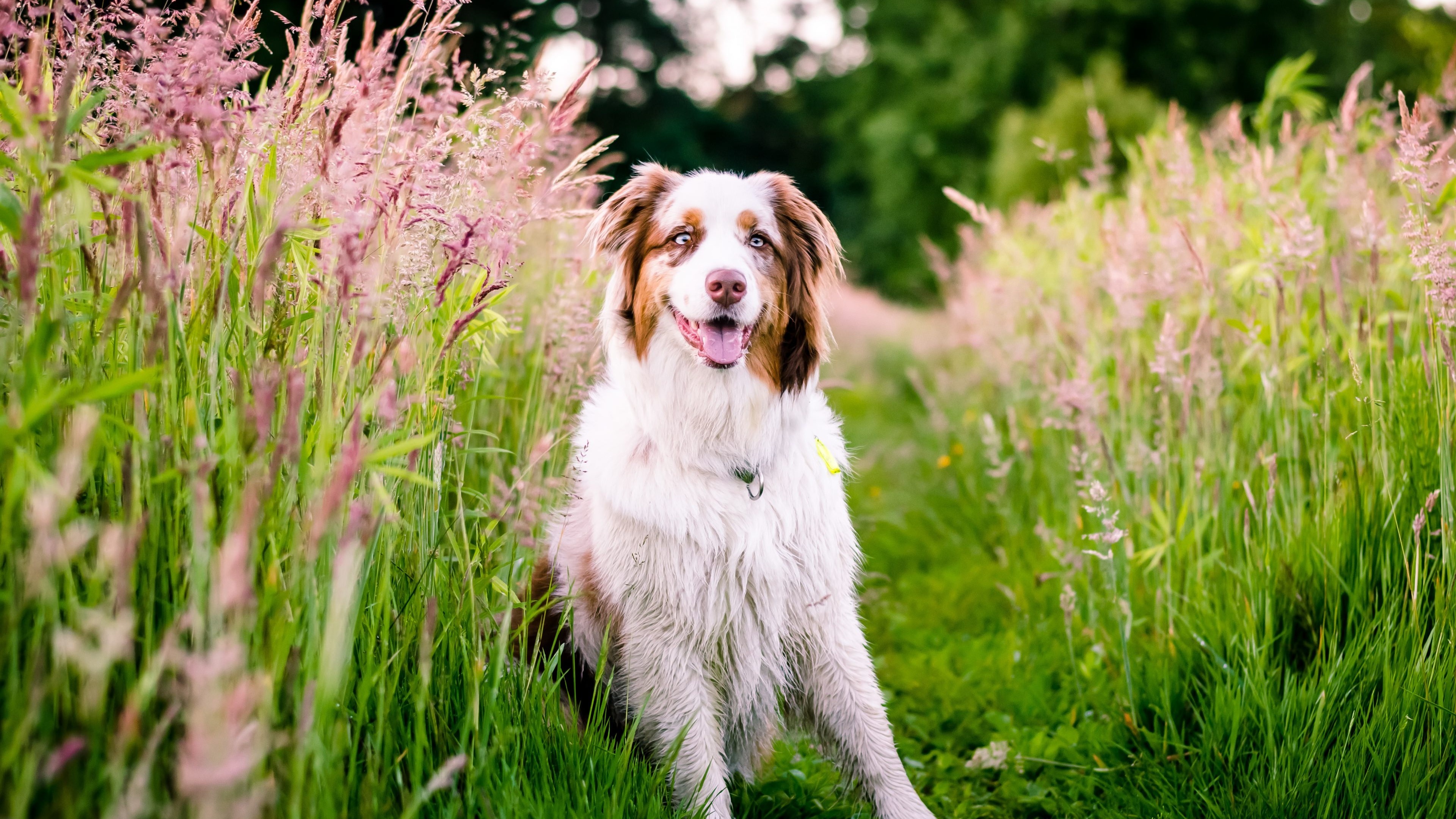 Australian Shepherd, Herding instincts, Intelligent companion, Loyal friend, 3840x2160 4K Desktop