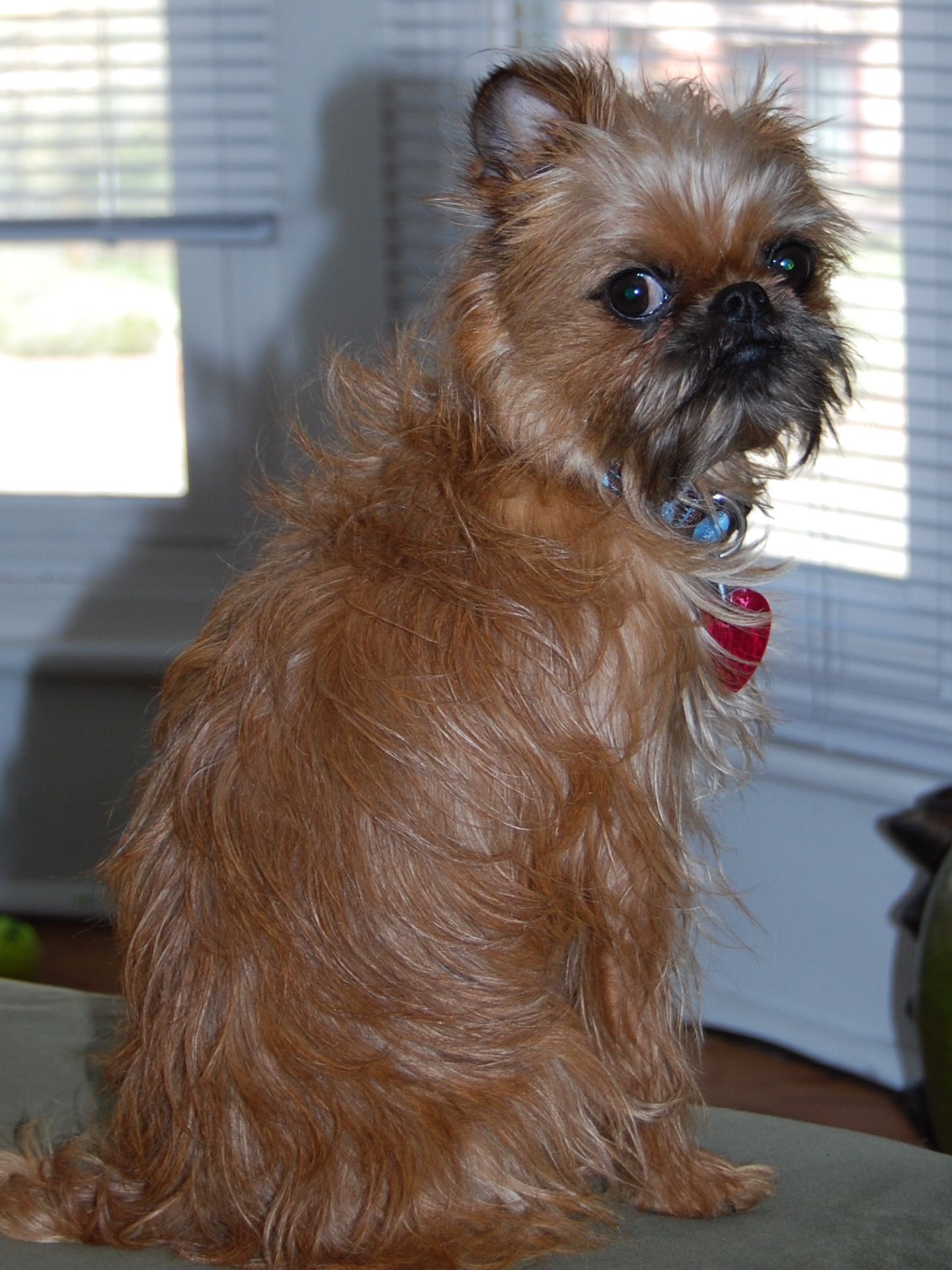 Brussels Griffon, Cute pictures, Dog breed, Puppy love, 1440x1920 HD Phone