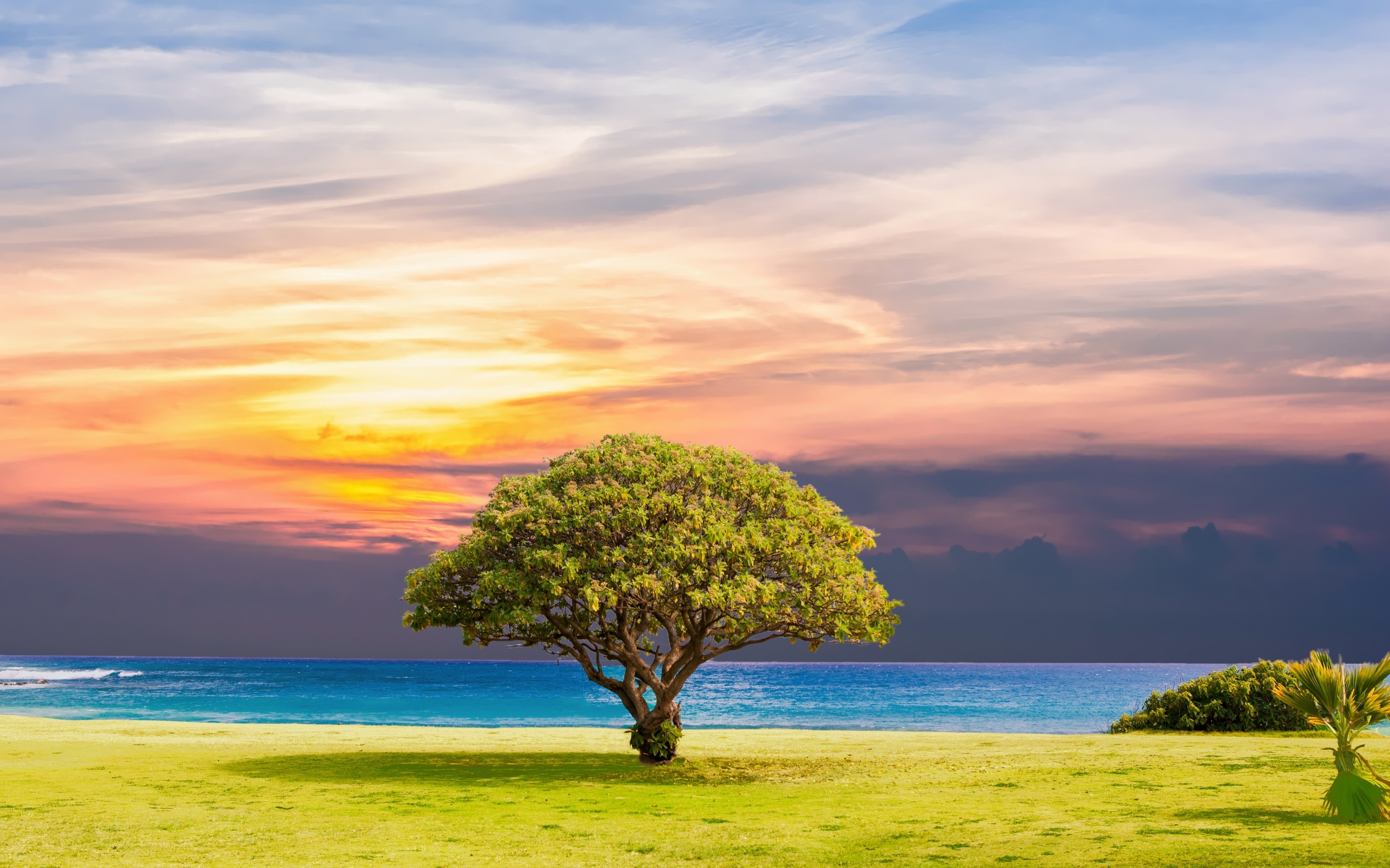 Green tree wallpaper, 4K ocean view, Grassland summer sunset, Nature 5711, 2880x1800 HD Desktop