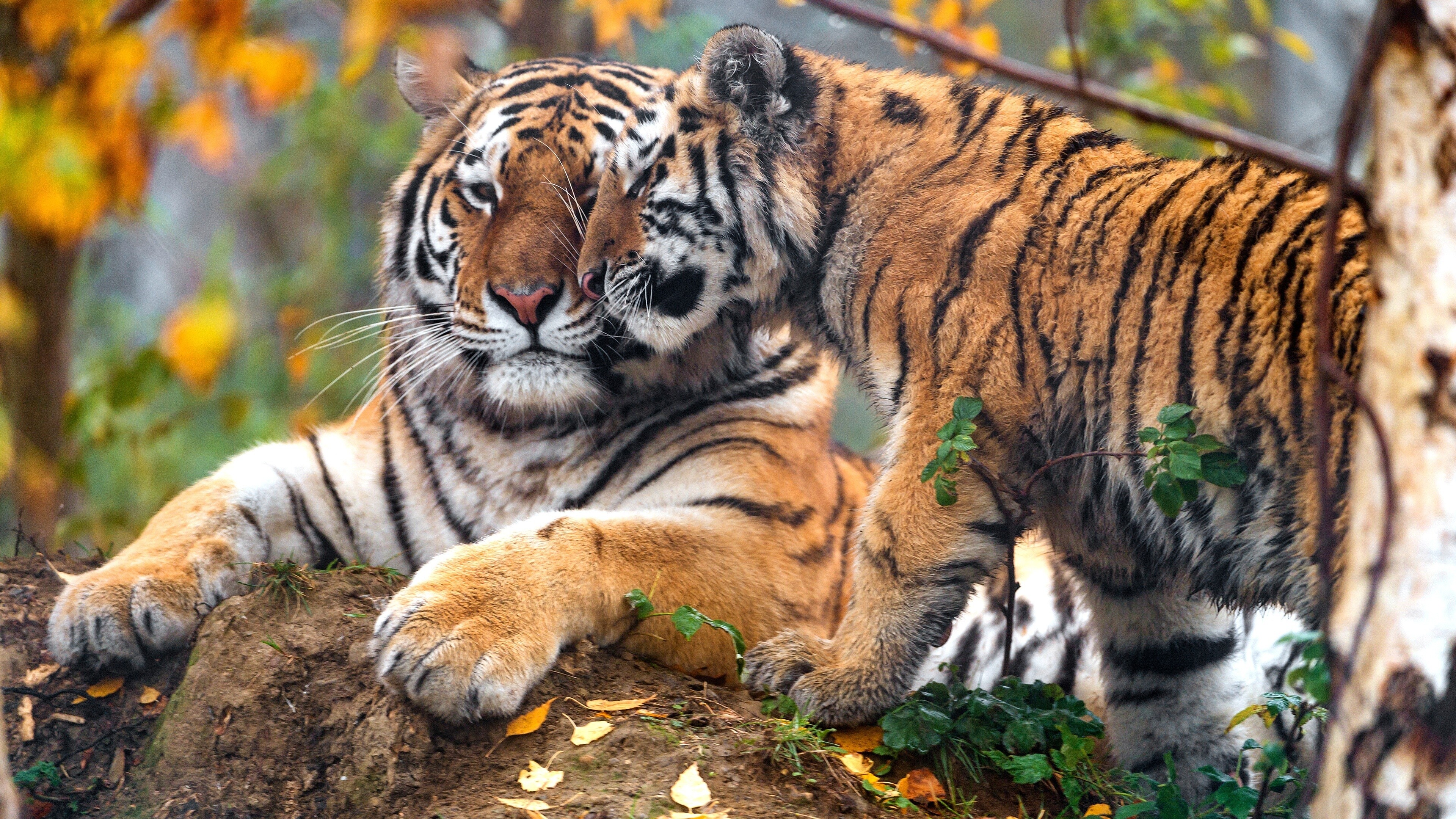 Mother and baby, Tiger Cub Wallpaper, 3840x2160 4K Desktop