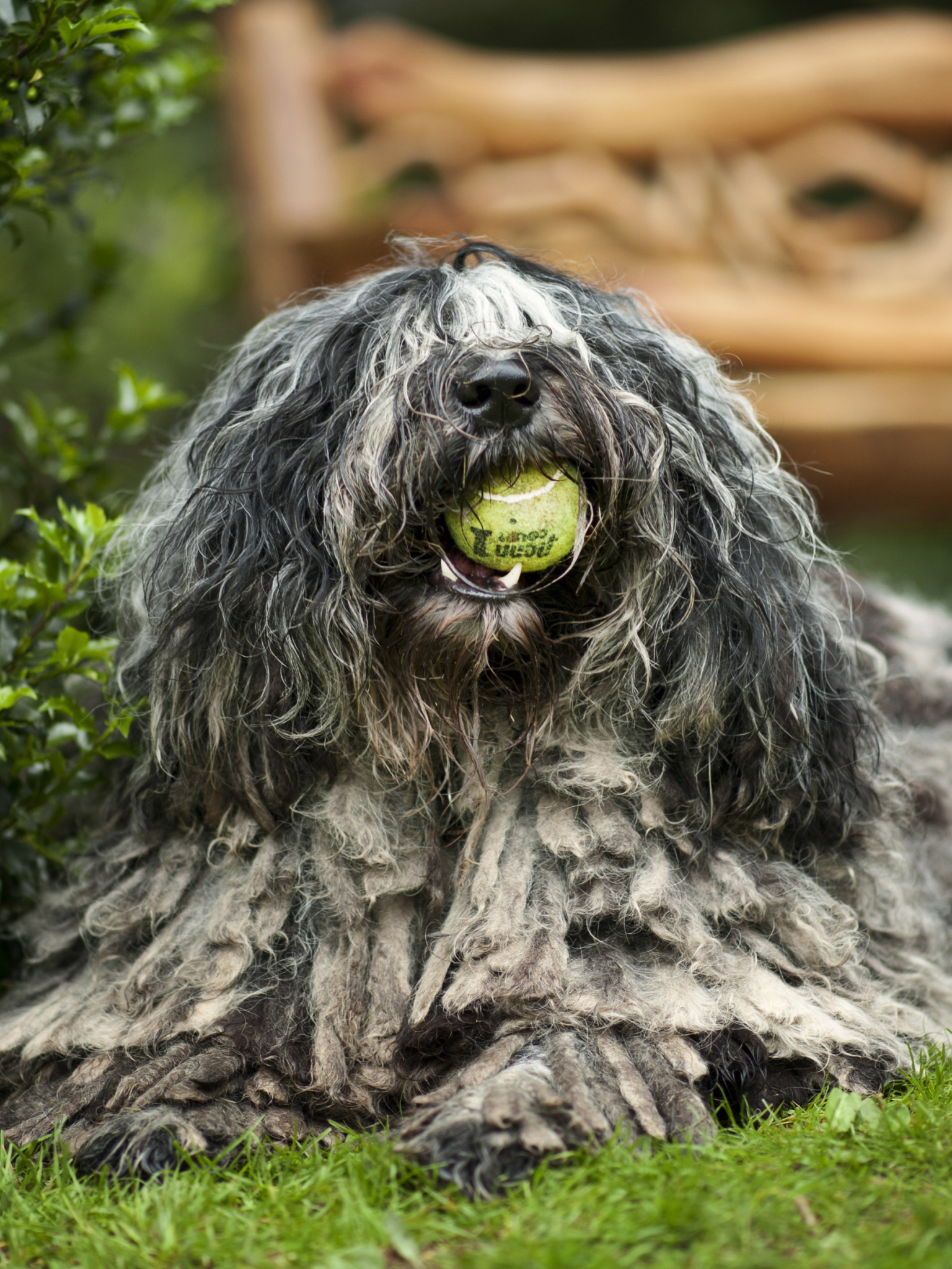 Polish Lowland Sheepdog, Shaggy dog, Close-up, 3840x2400, 1540x2050 HD Phone