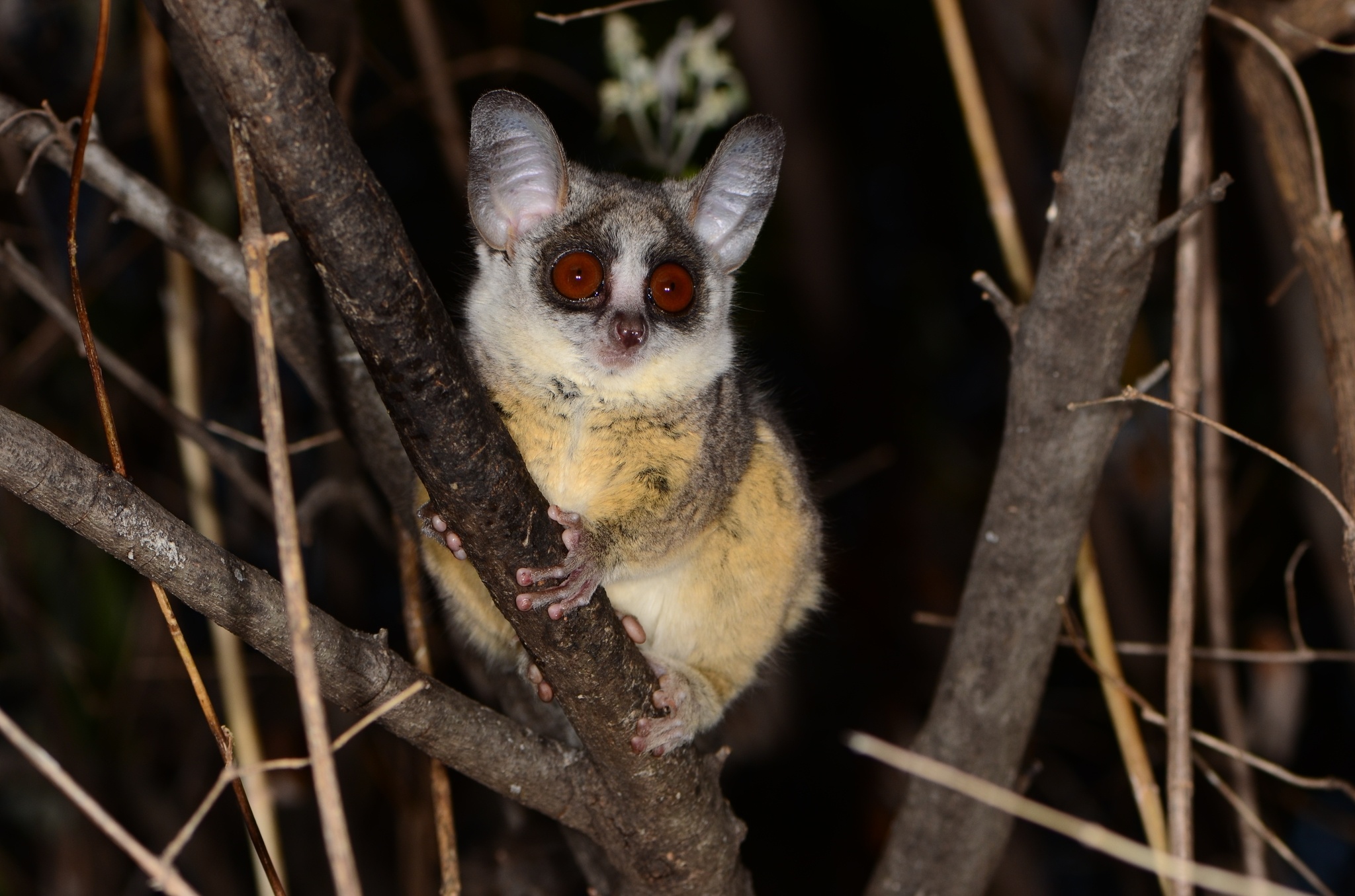 Southern lesser galago, Bush Baby (Galago) Wallpaper, 2050x1360 HD Desktop