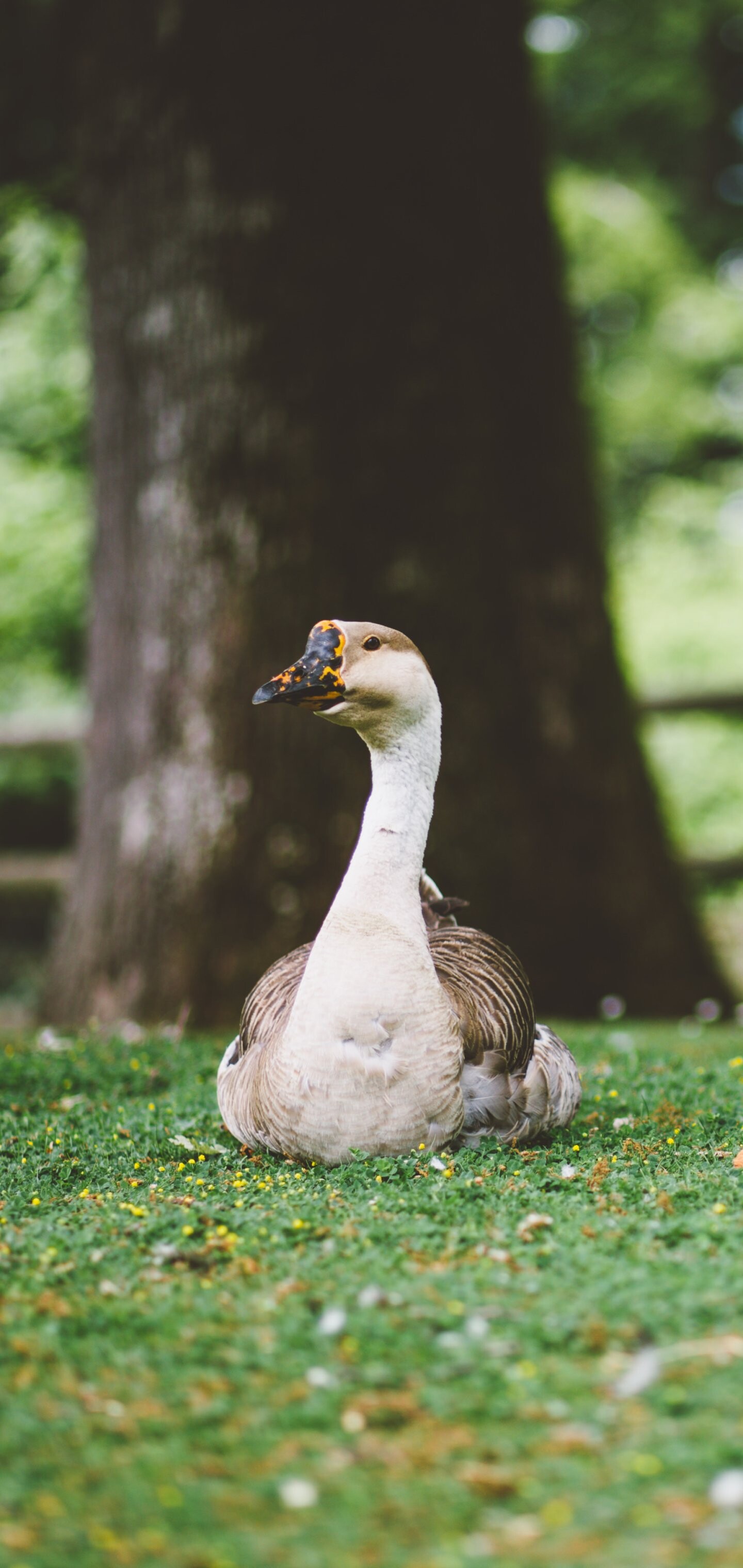 Captivating animal, Feathered wonder, Beautiful goose, Natural splendor, 1440x3040 HD Phone