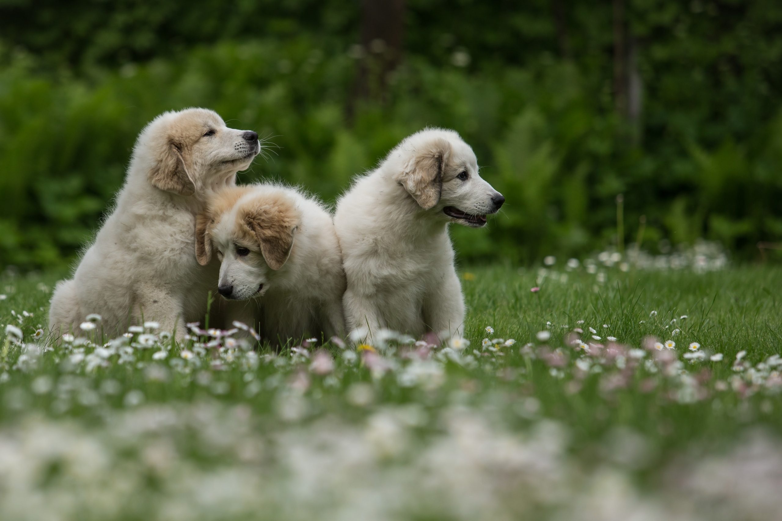 Great Pyrenees Facts, Fun Information, 2560x1710 HD Desktop