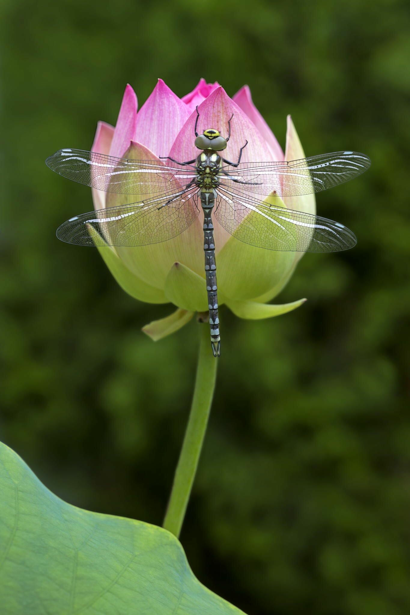 Lotus and dragonfly, Dragonflies Wallpaper, 1370x2050 HD Phone