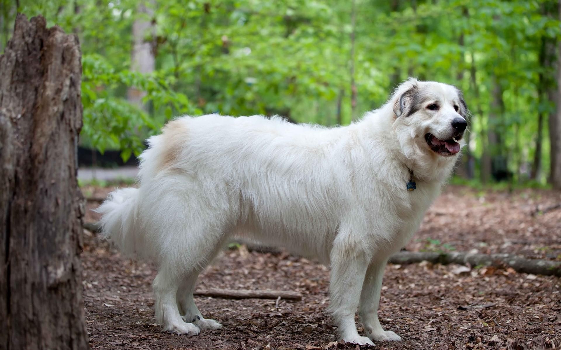 Pyrenean Mountain Dog, Cute Dogs Wallpaper, 1920x1200 HD Desktop