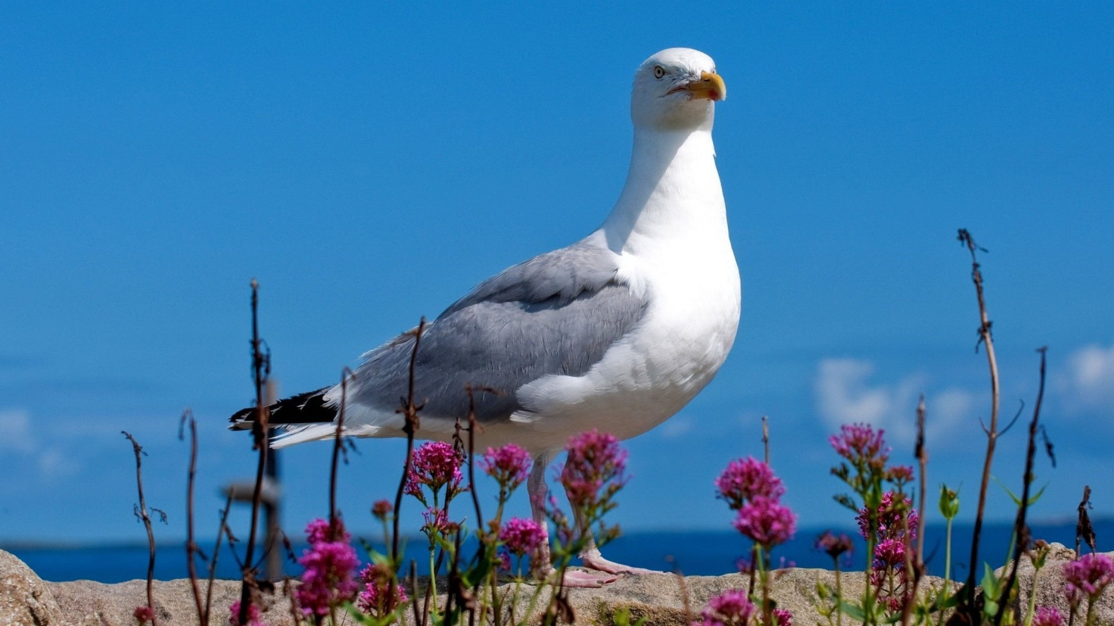 Seagull, Wallpaper, Free, Backgrounds, 3840x2160 4K Desktop