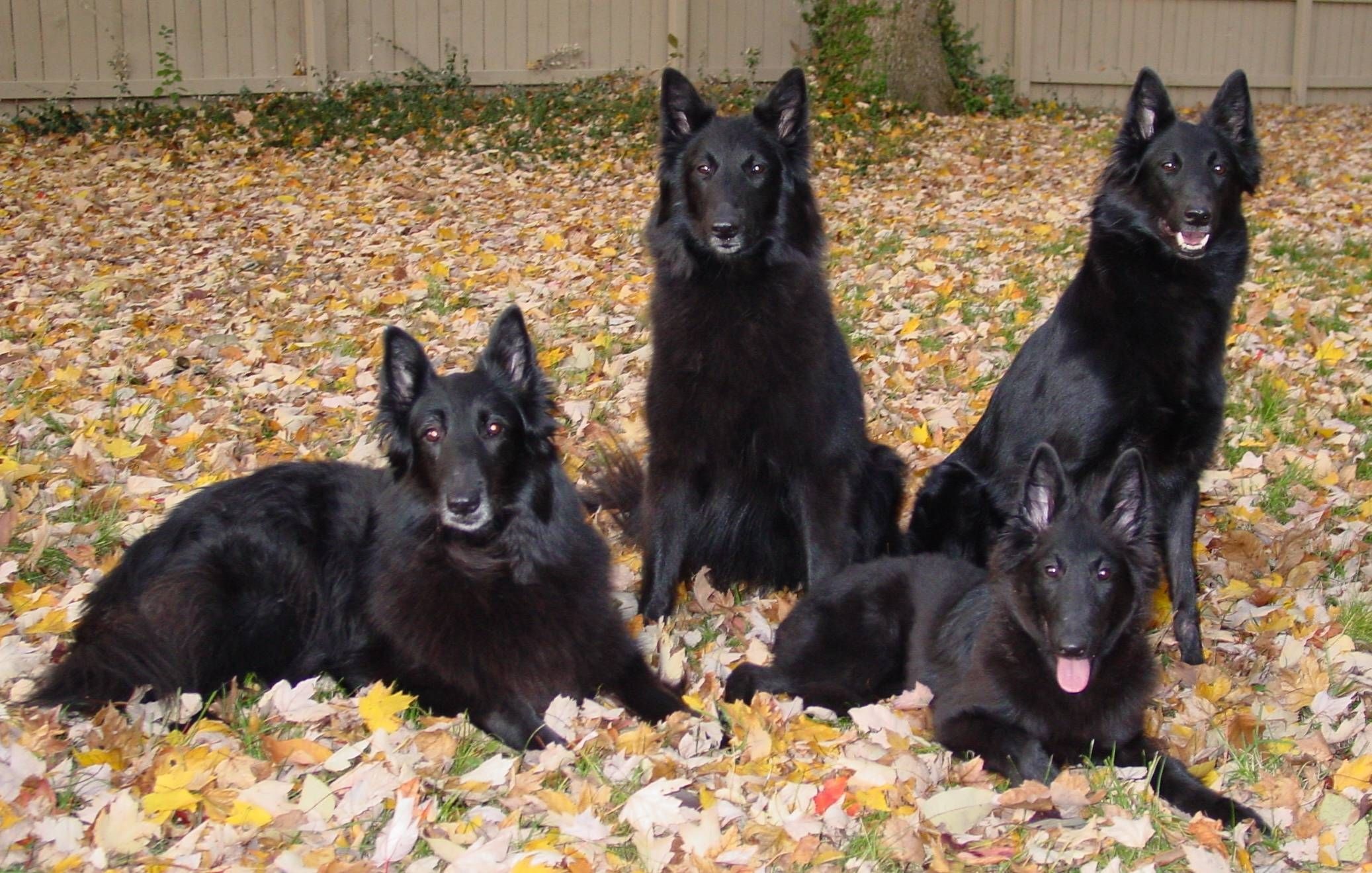 Family, Belgian Tervuren Wallpaper, 2080x1320 HD Desktop