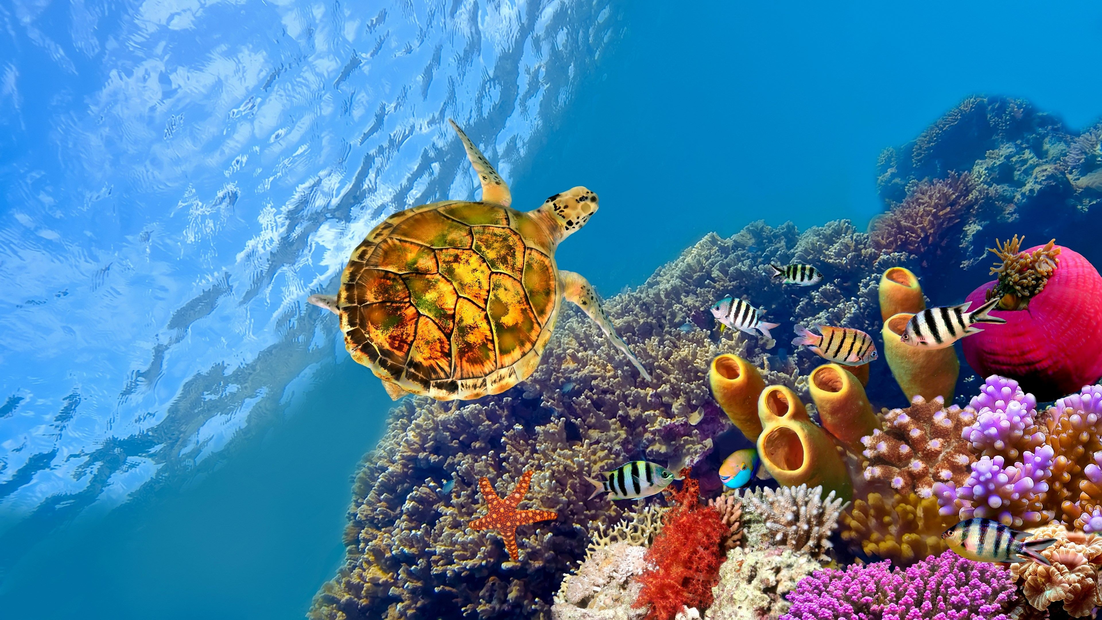 Great Barrier Reef, Turtles Wallpaper, 3840x2160 4K Desktop