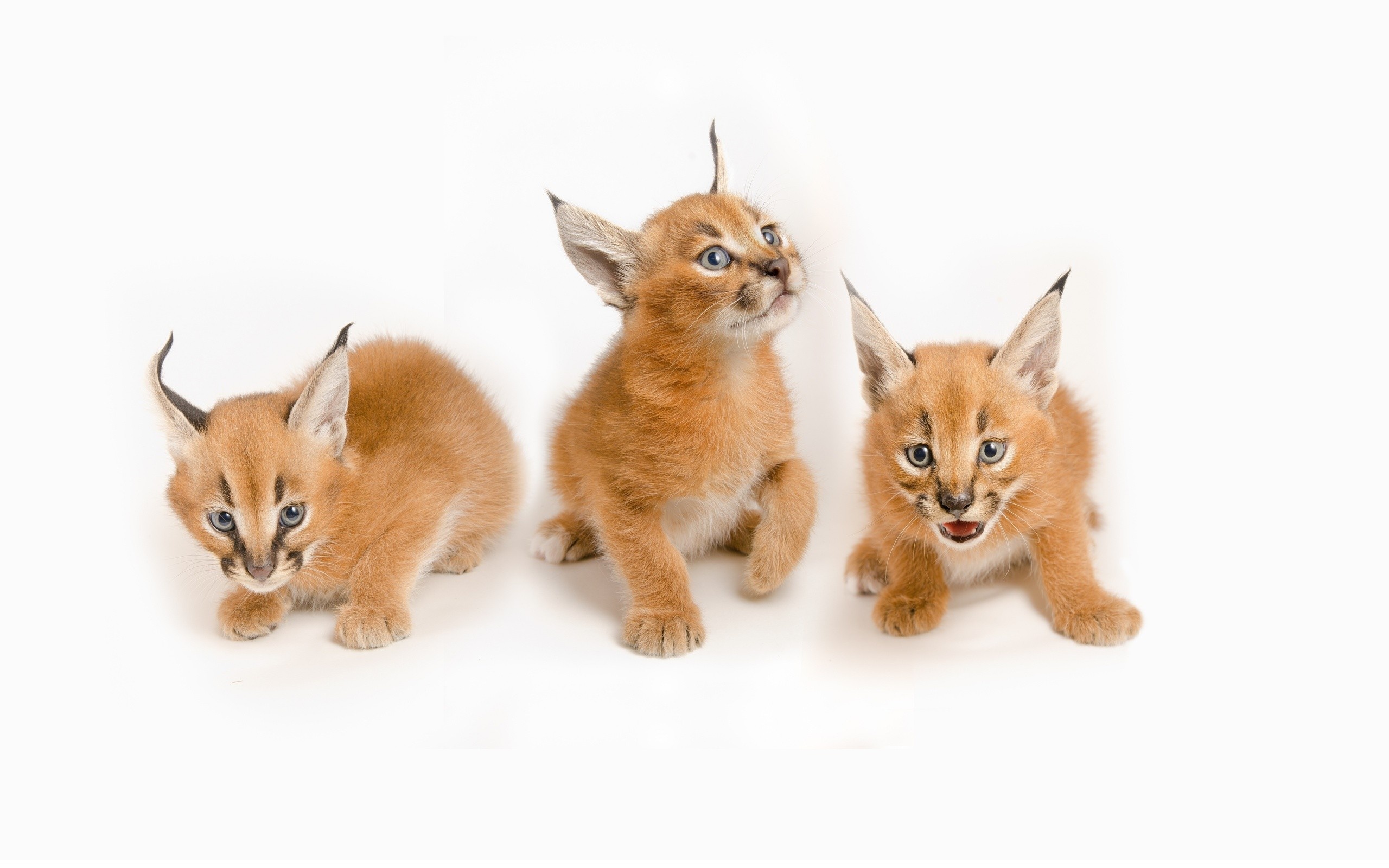 Siblings, Caracal Wallpaper, 2560x1600 HD Desktop