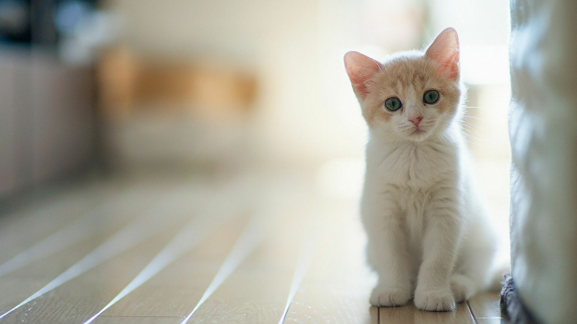 White kitten wallpapers, White kitten, Wallpapers, Kitten, 1920x1080 Full HD Desktop